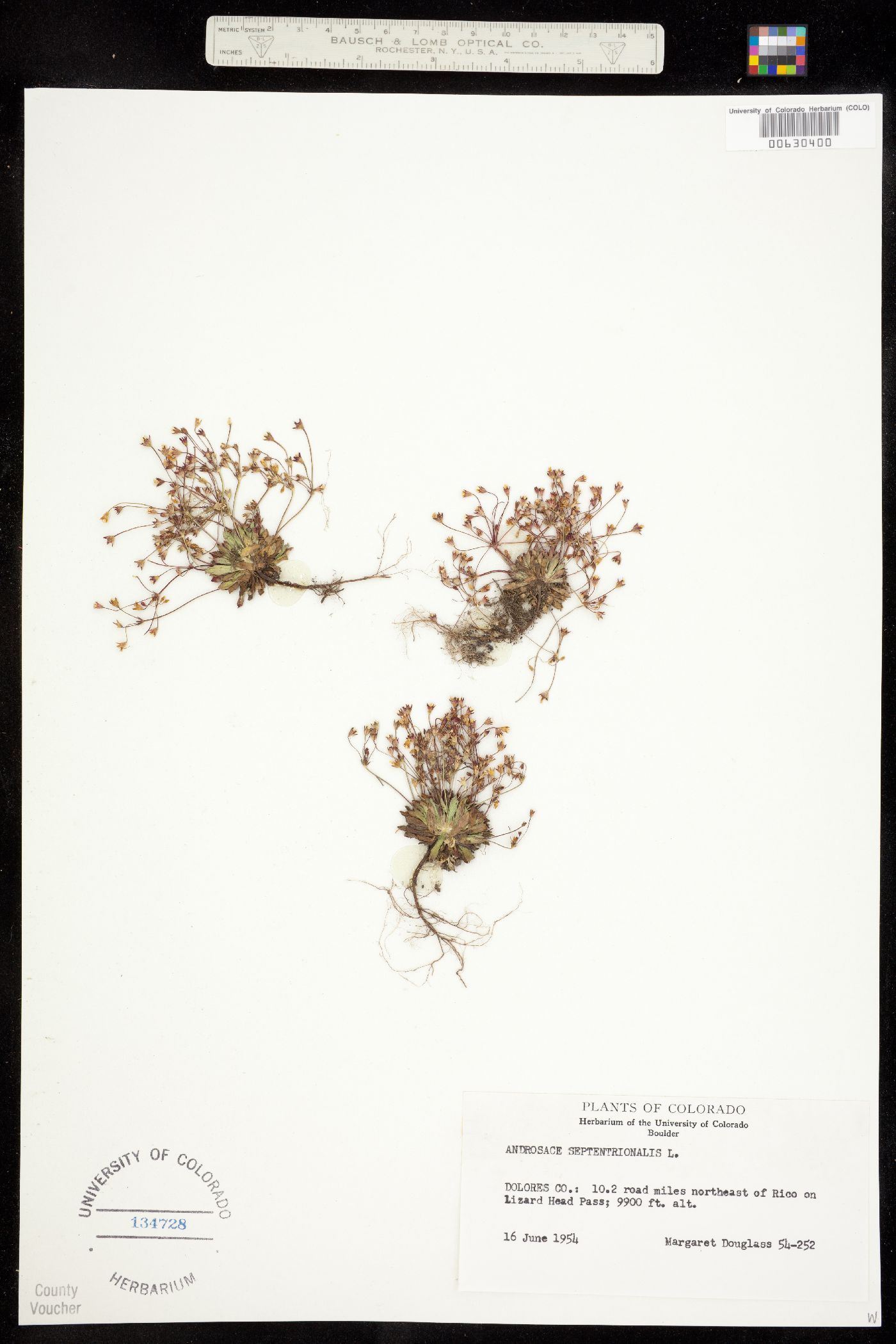 Androsace septentrionalis image