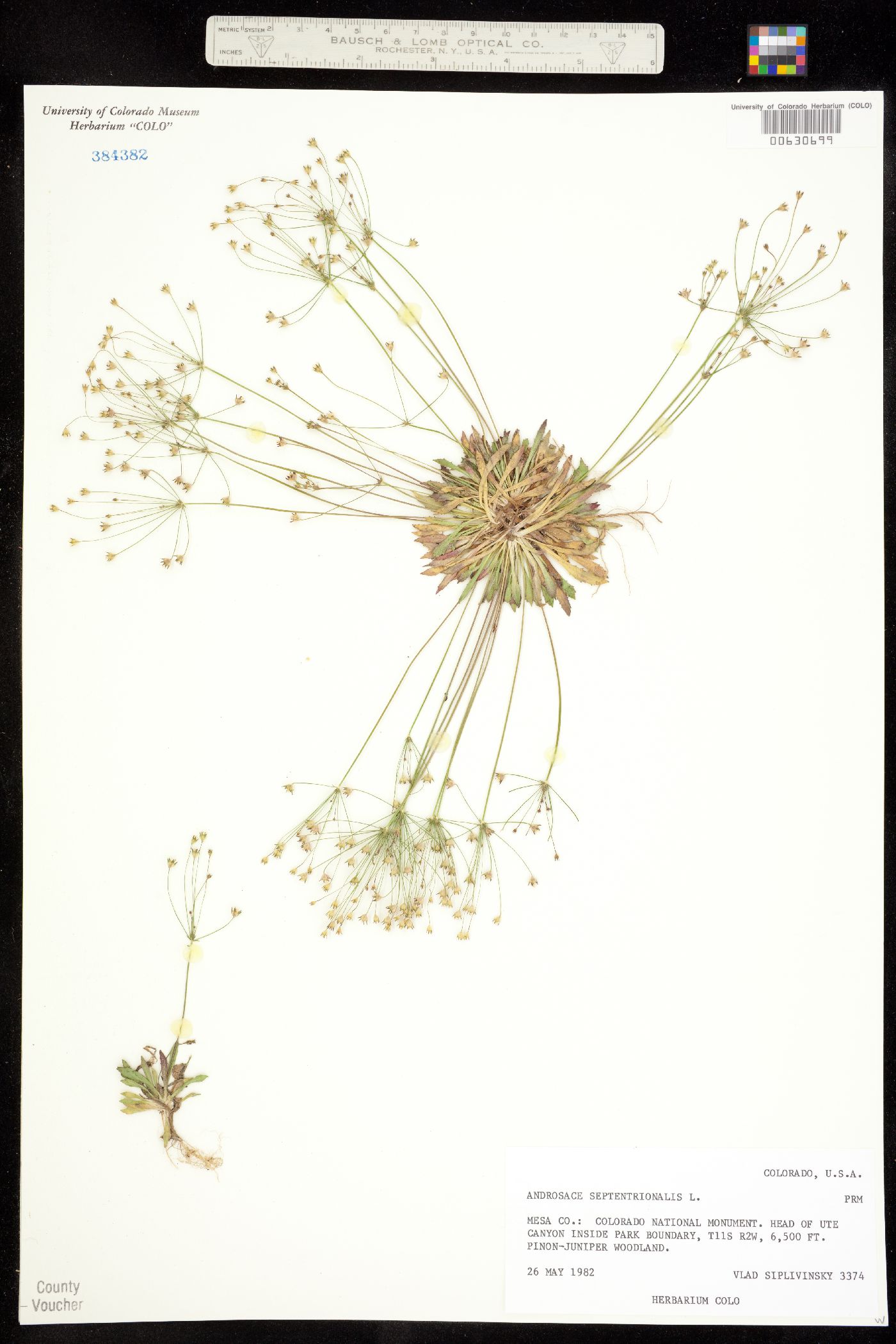 Androsace septentrionalis image