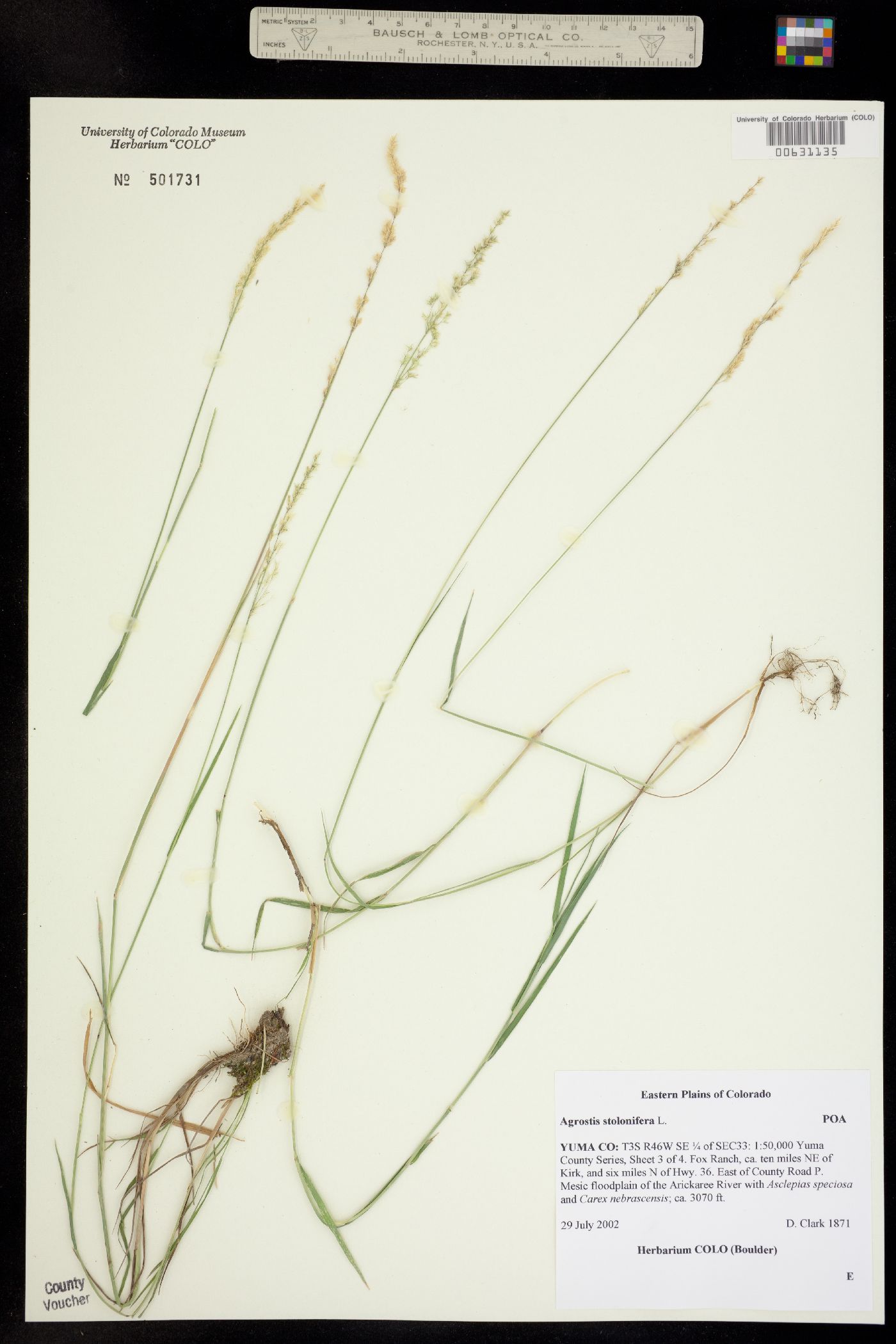 Agrostis stolonifera image