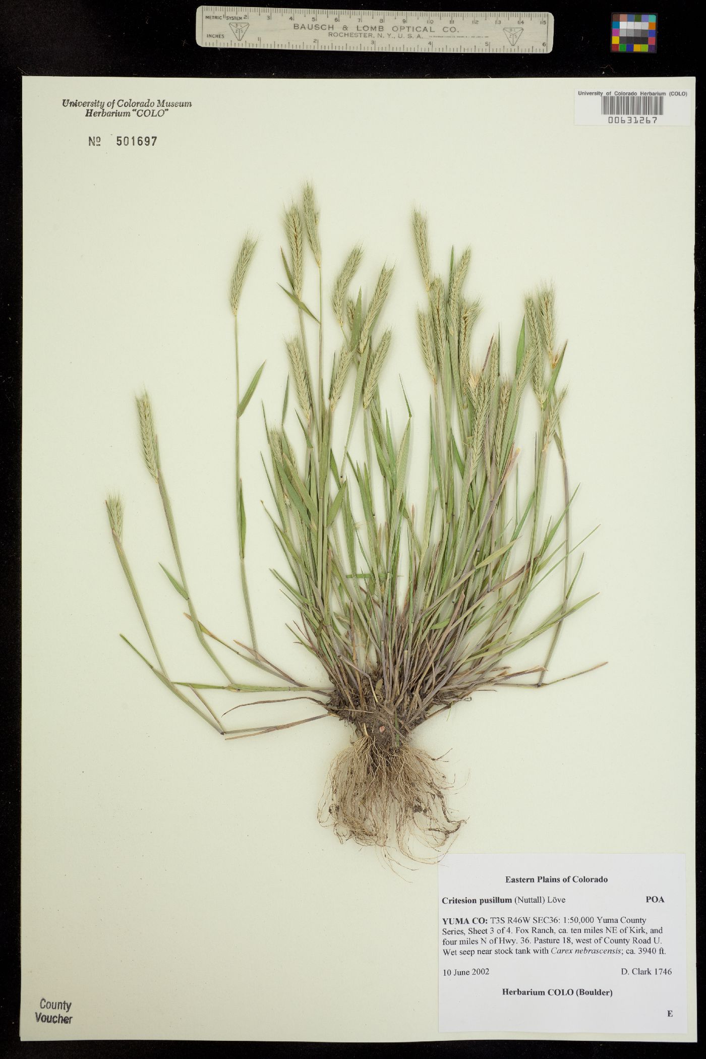 Hordeum image