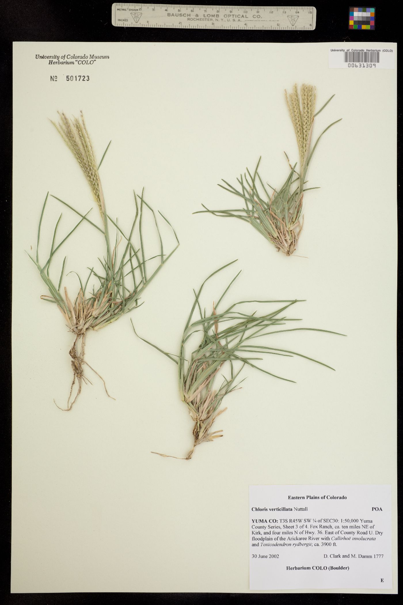 Chloris verticillata image