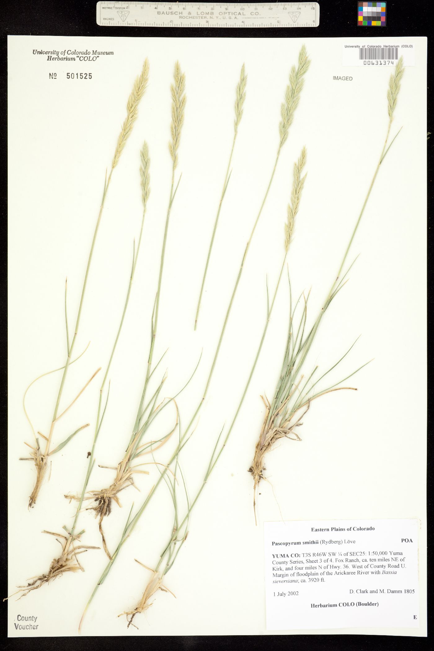 Pascopyrum smithii image