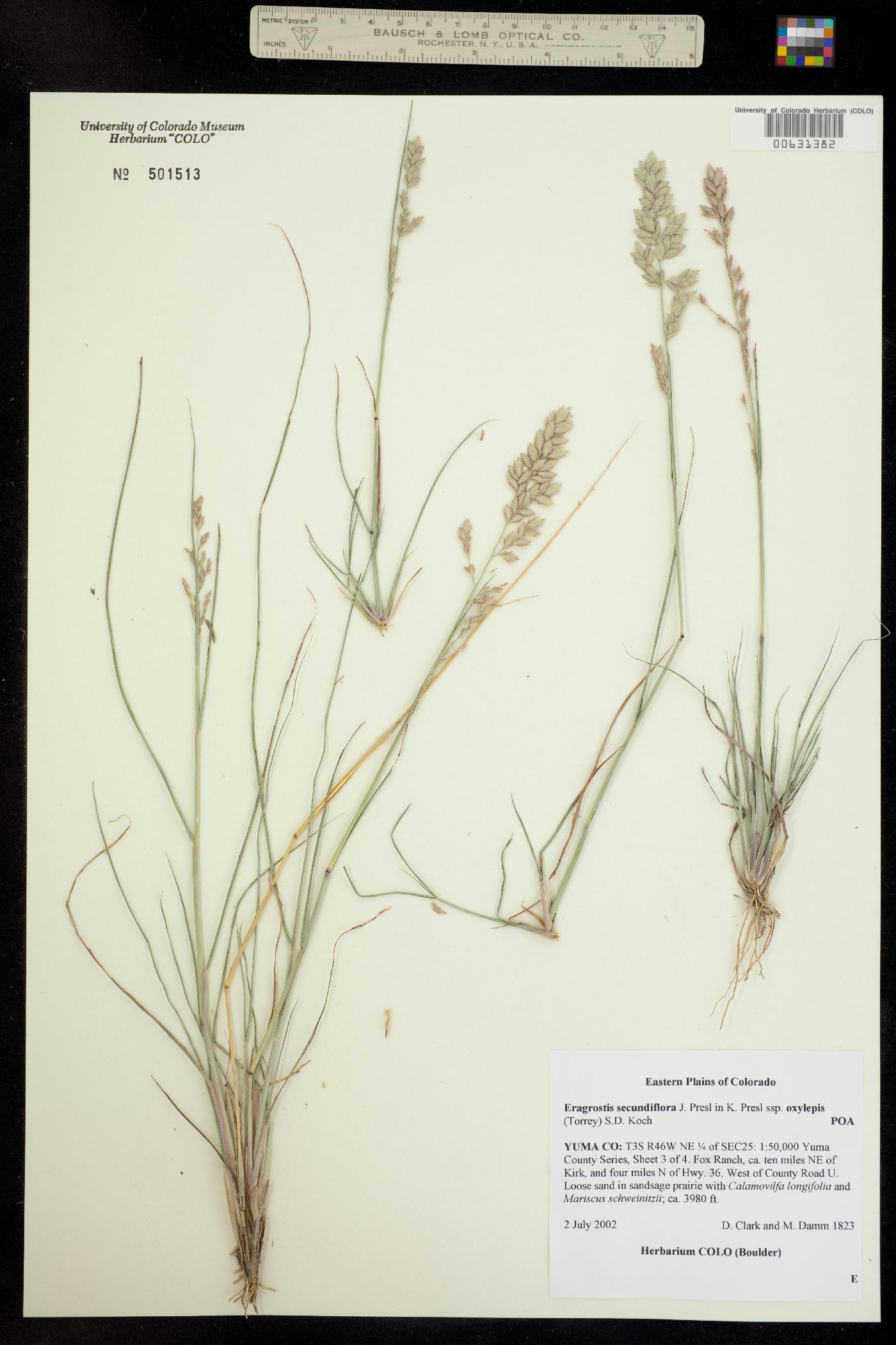 Eragrostis secundiflora ssp. oxylepis image