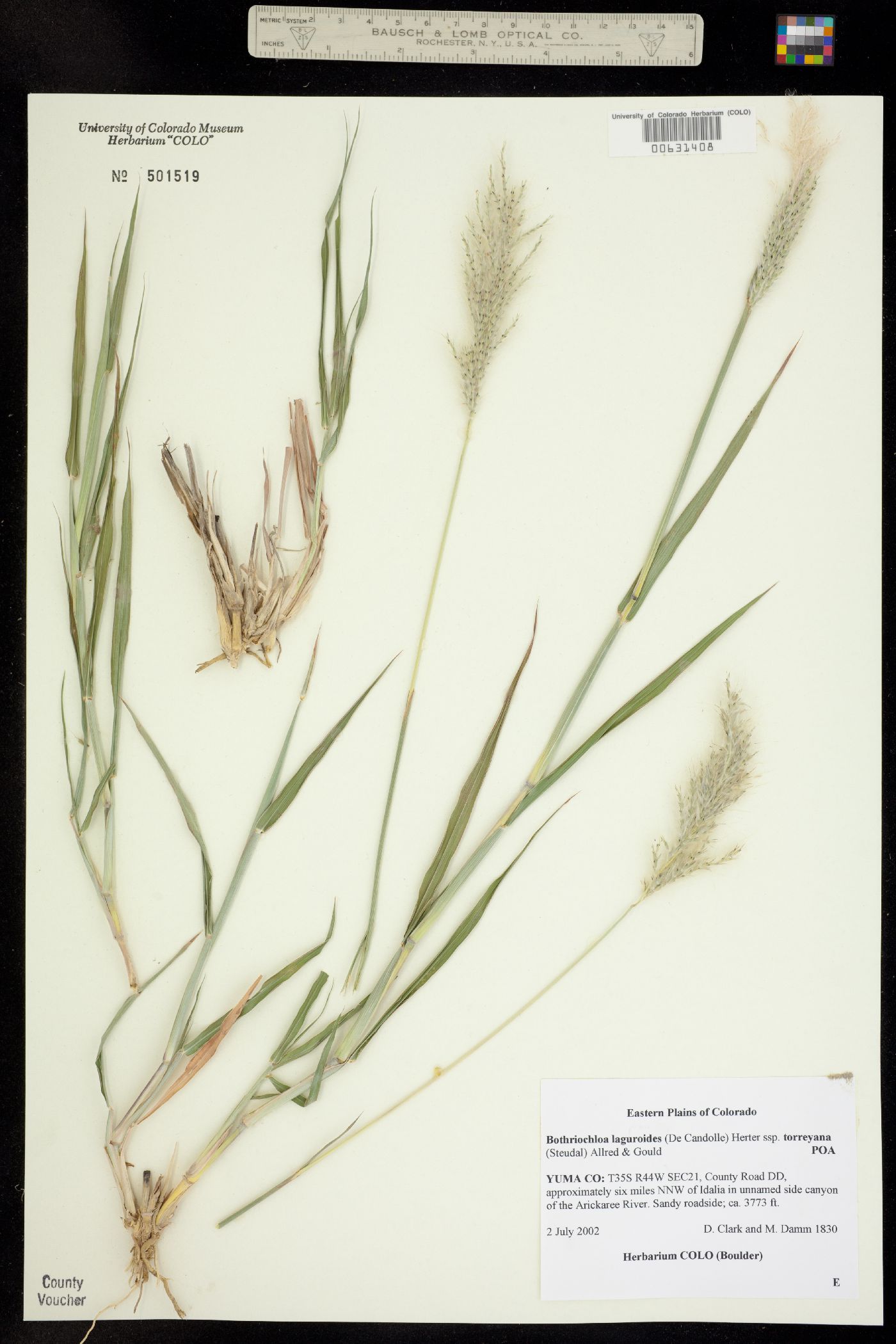 Bothriochloa laguroides image