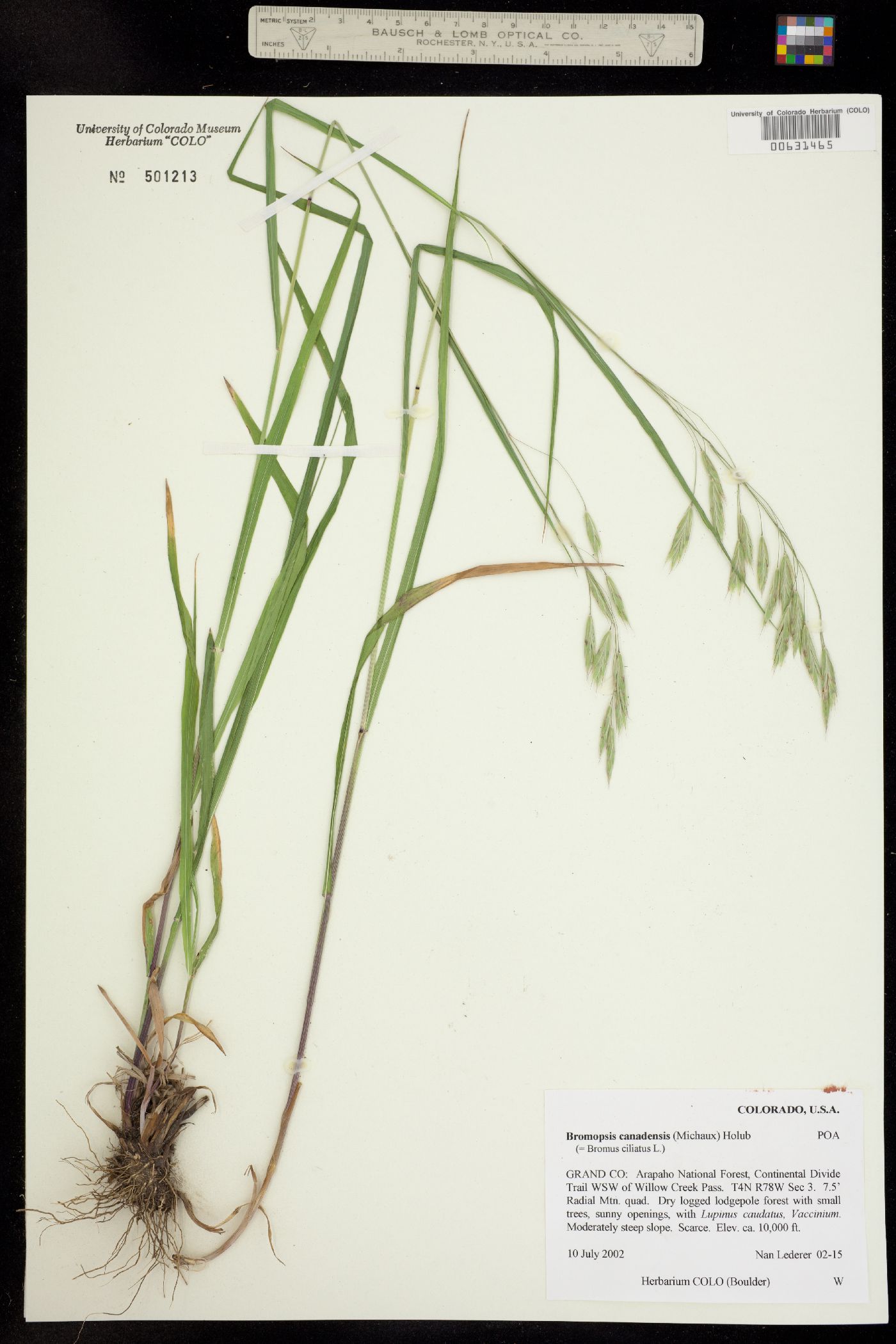 Bromus ciliatus image