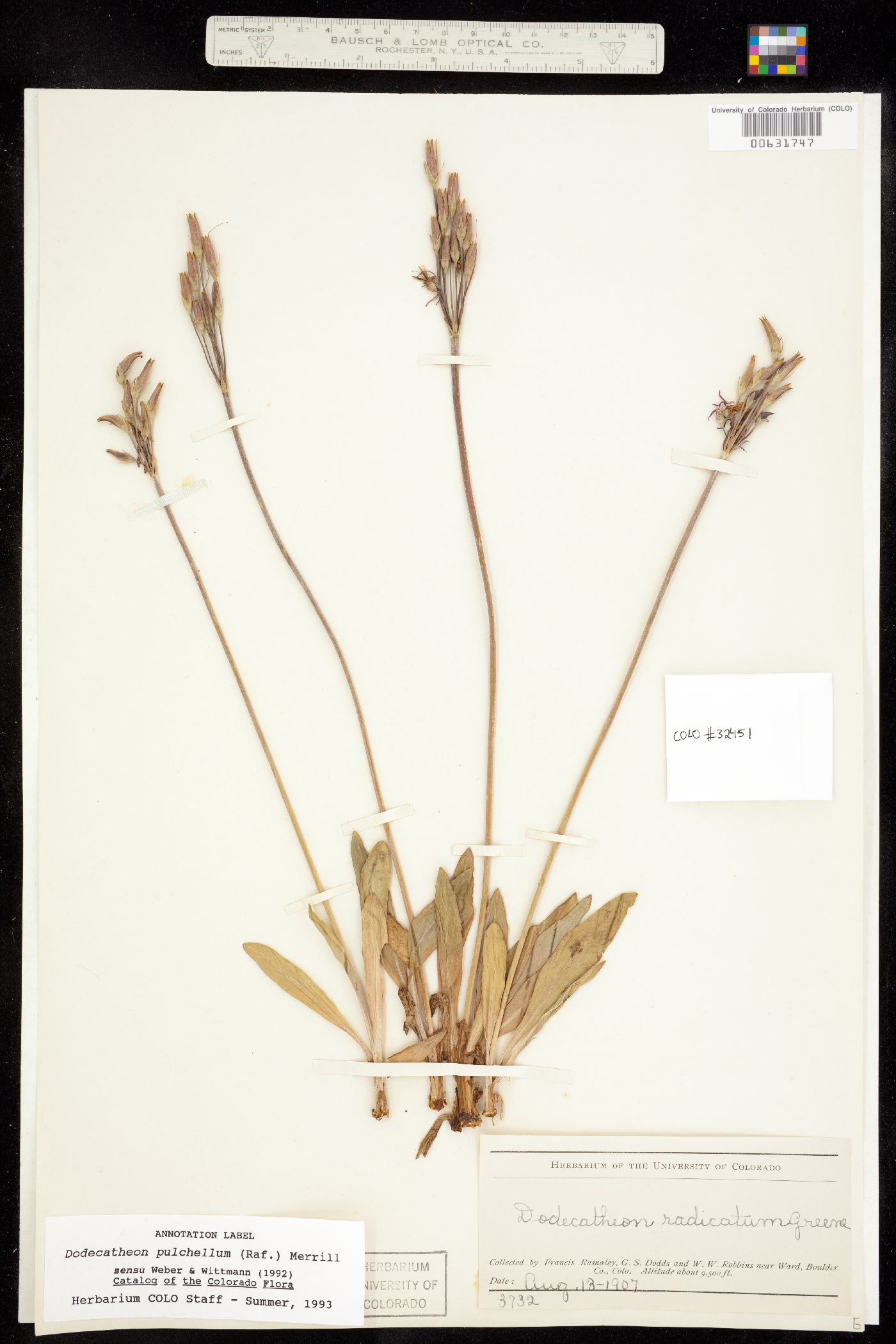 Primula pauciflora image