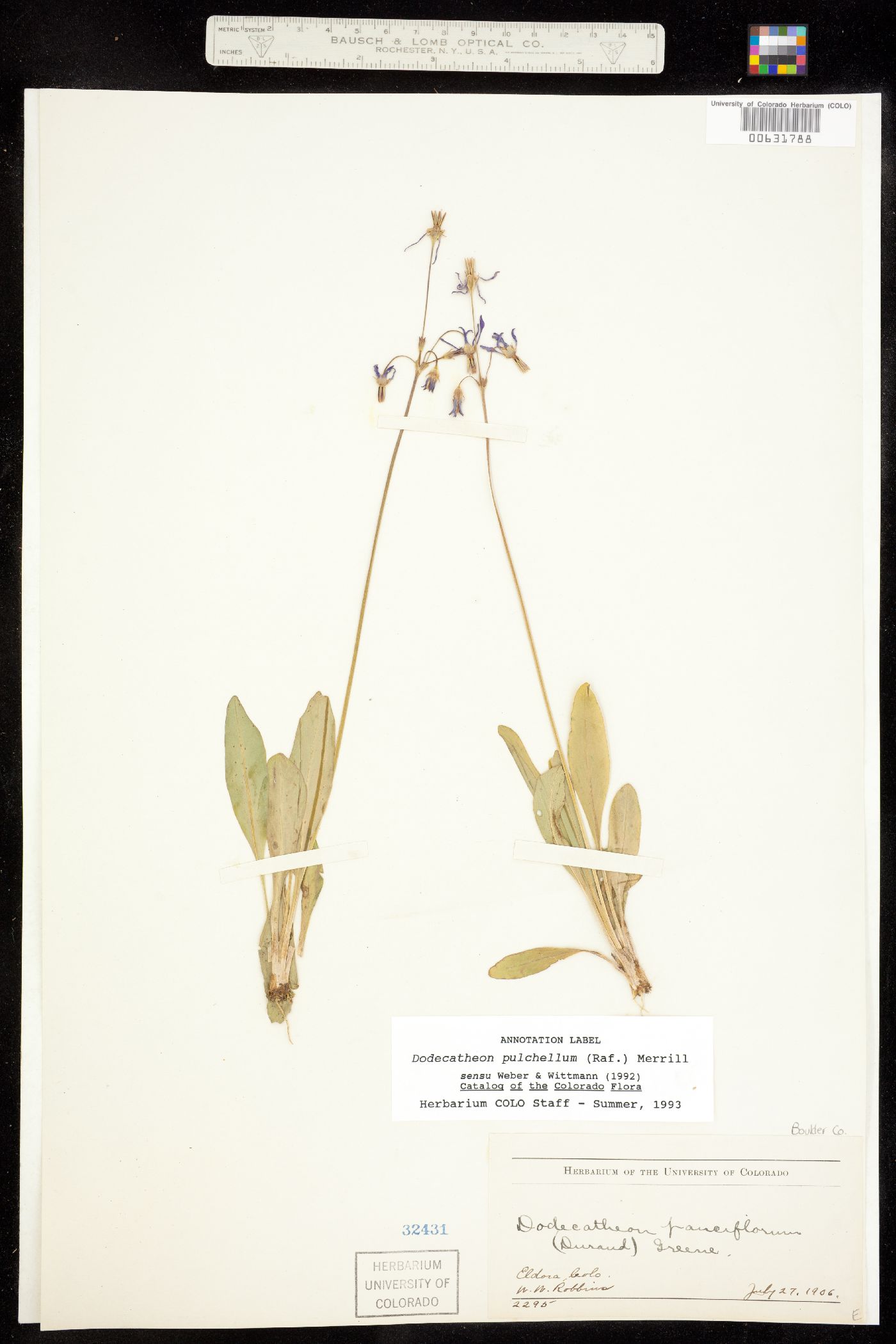 Primula pauciflora var. pauciflora image