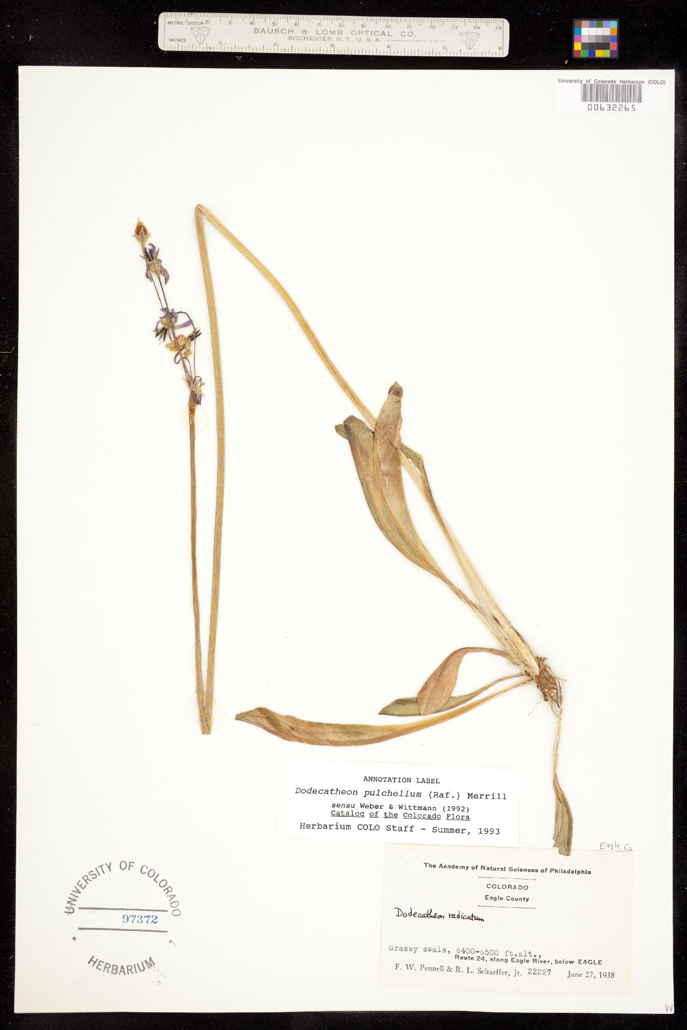 Primula pauciflora image