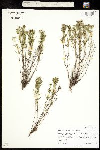 Image of Houstonia angustifolia