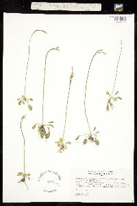 Image of Primula egaliksensis