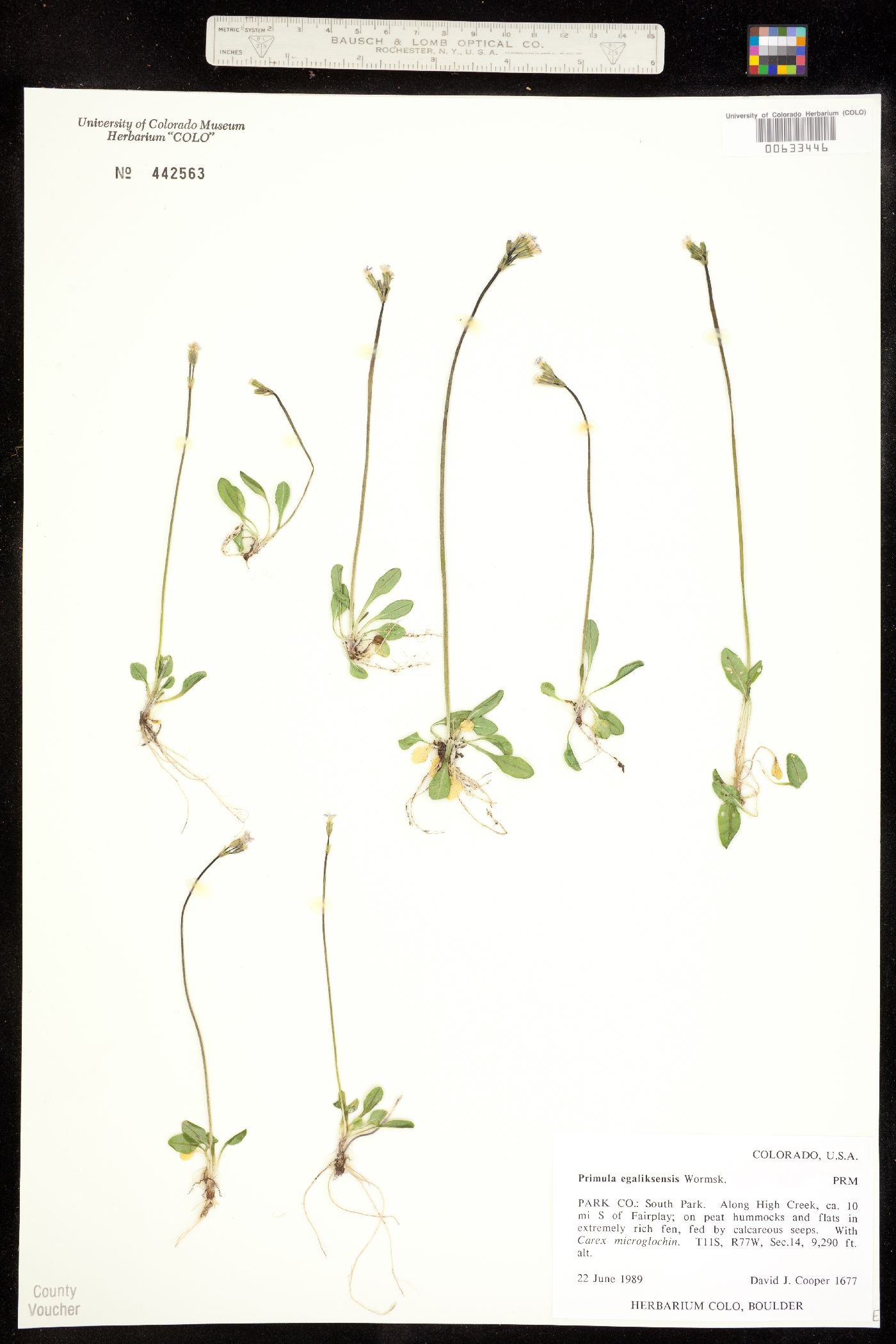 Primula egaliksensis image