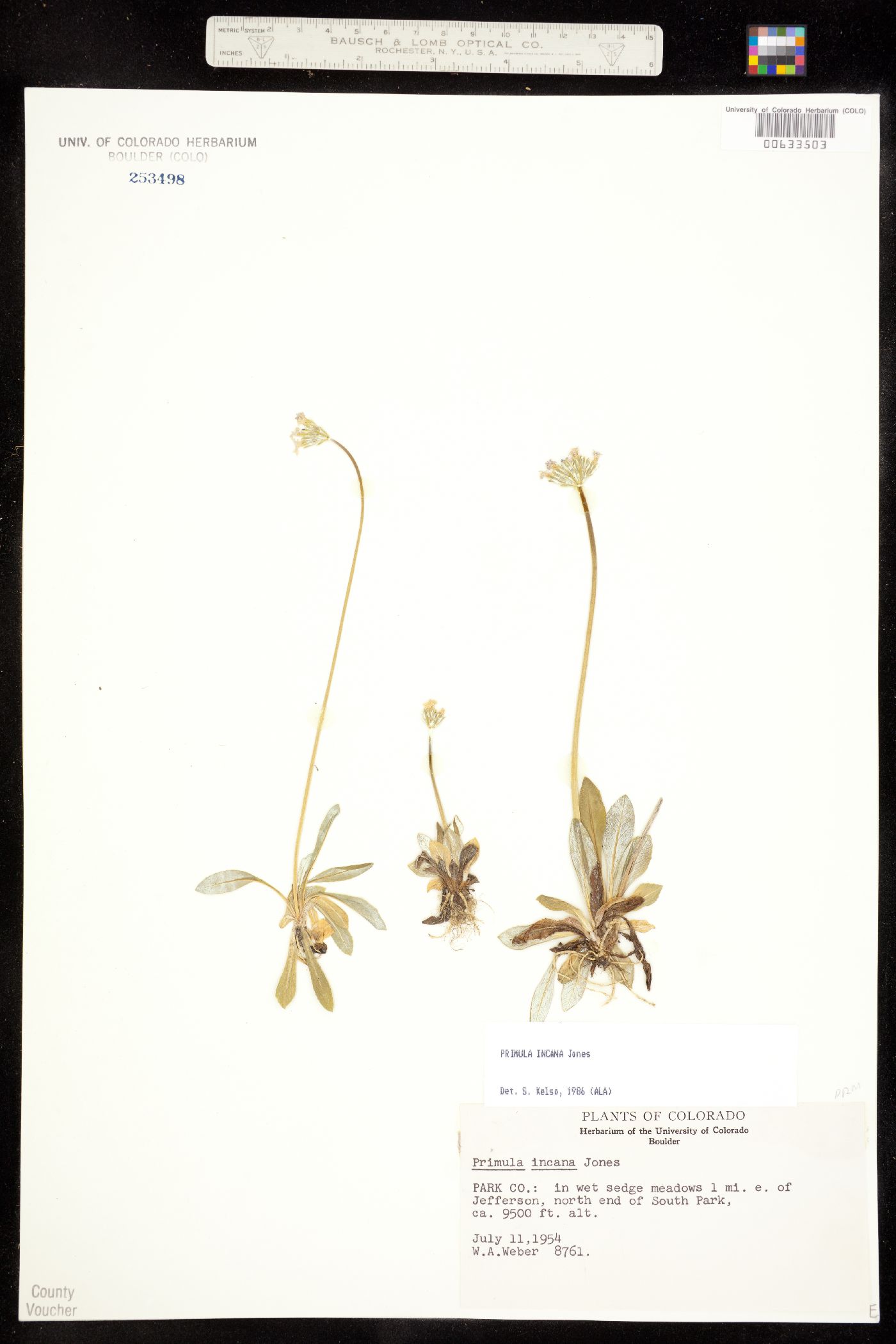 Primula incana image
