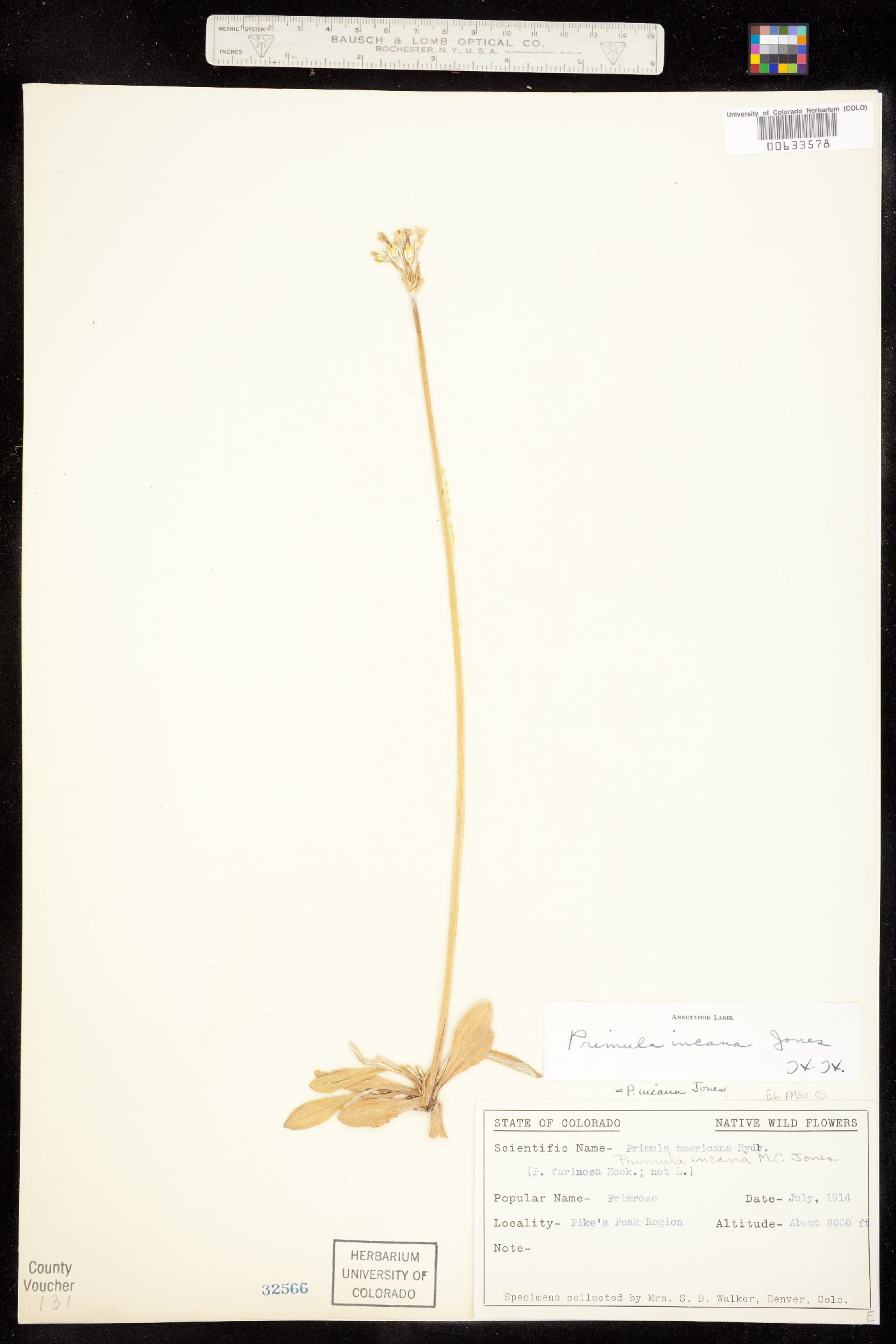 Primula incana image