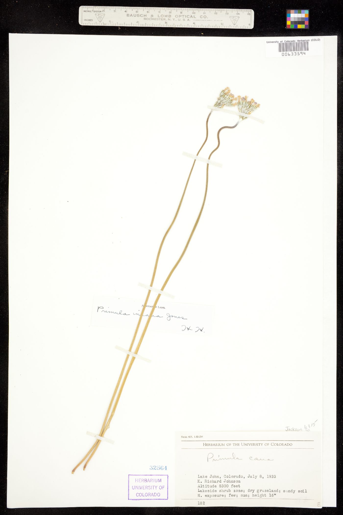Primula incana image