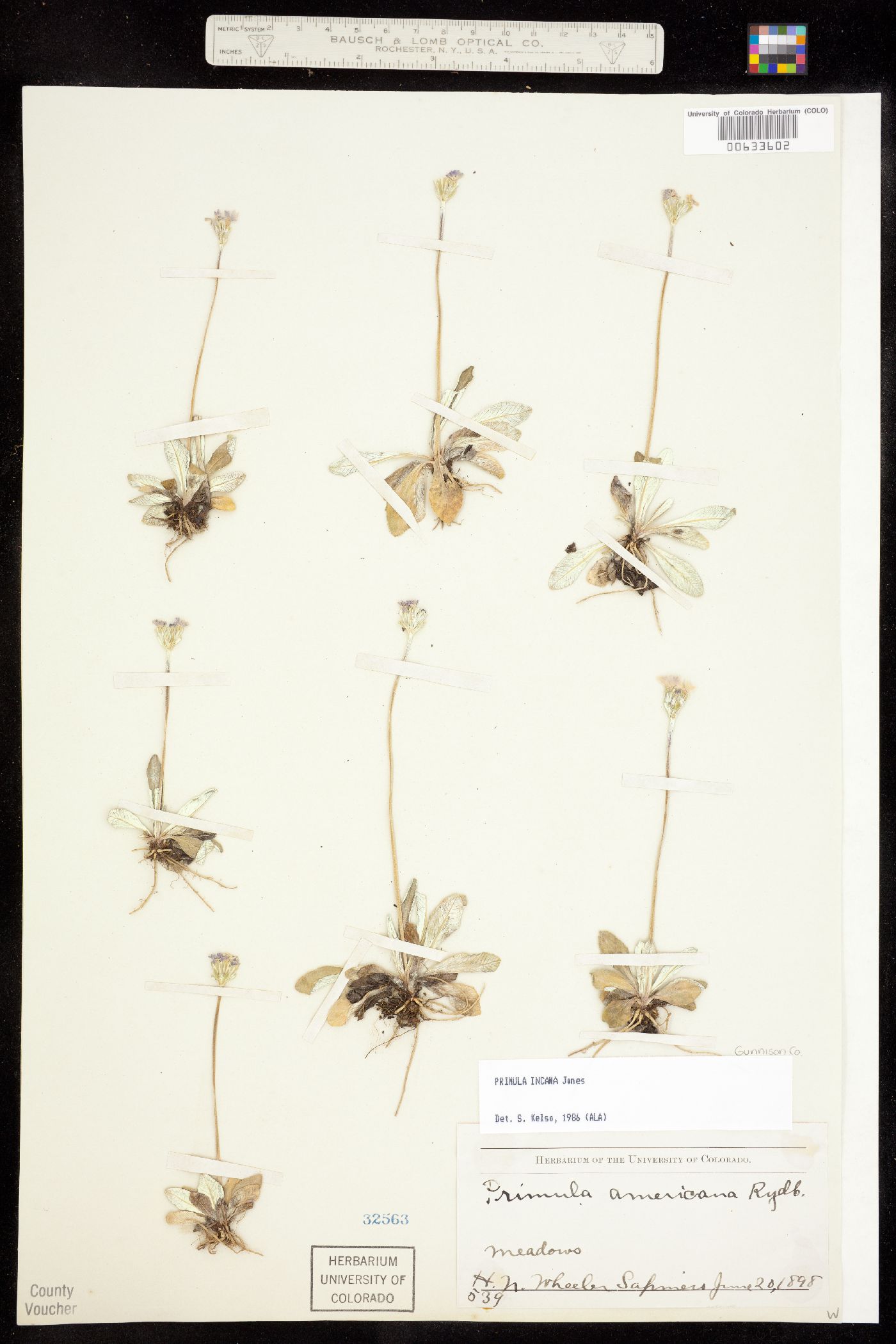 Primula incana image