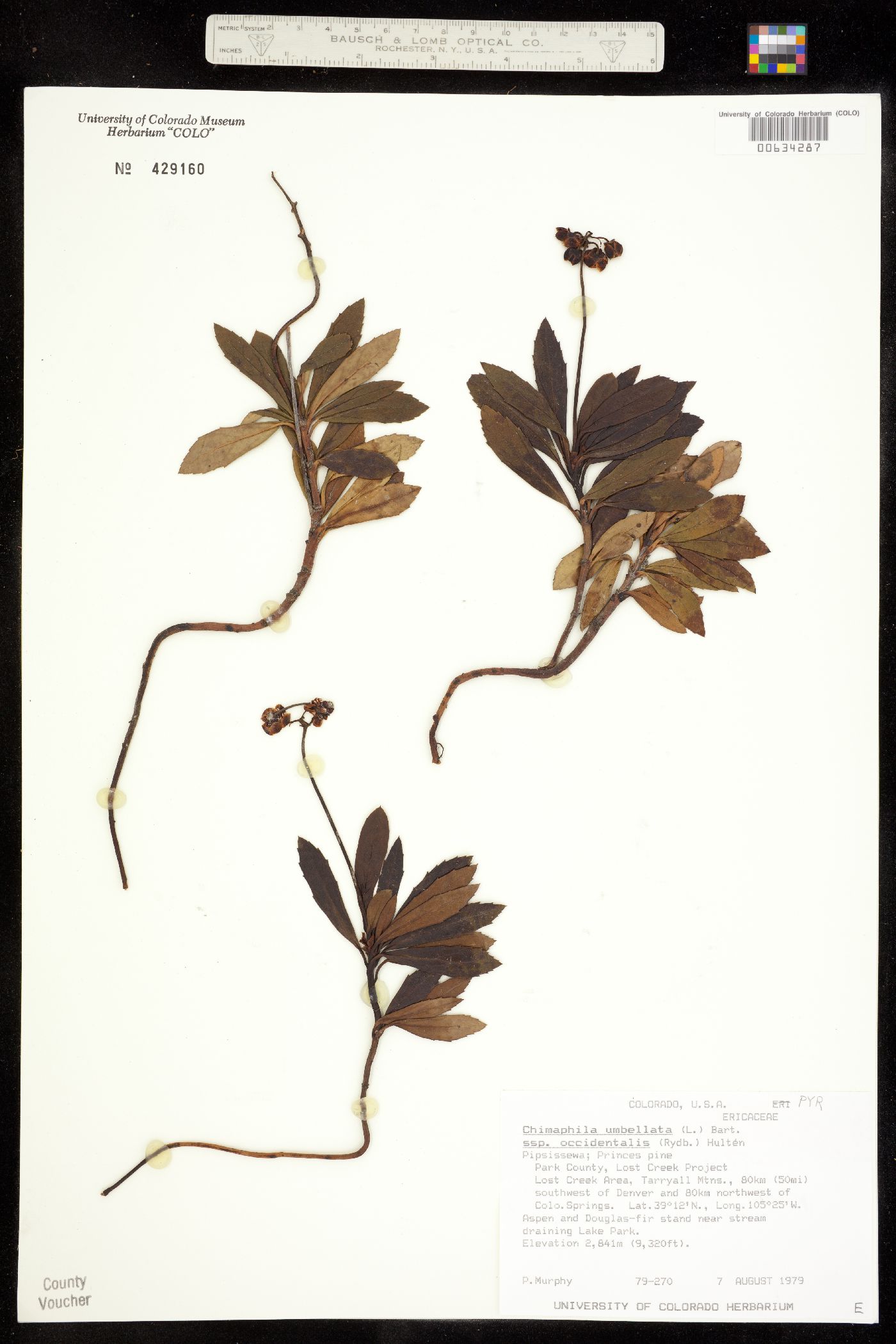 Chimaphila umbellata ssp. occidentalis image