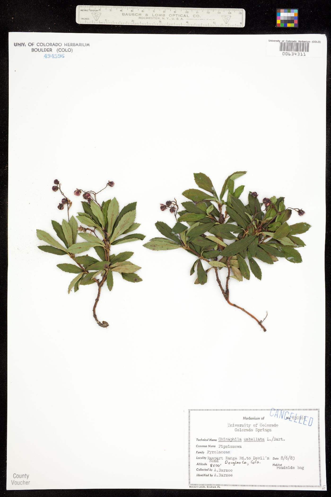 Chimaphila umbellata ssp. occidentalis image