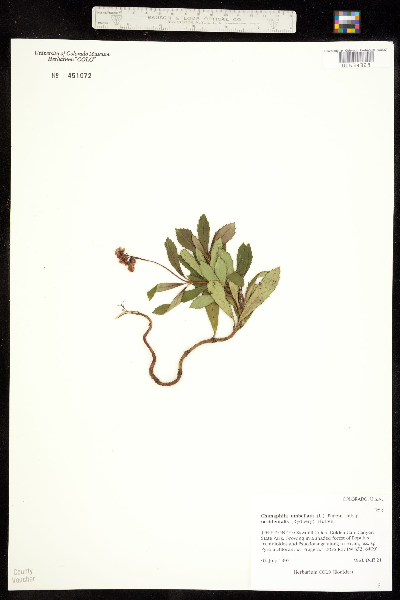 Chimaphila umbellata ssp. occidentalis image