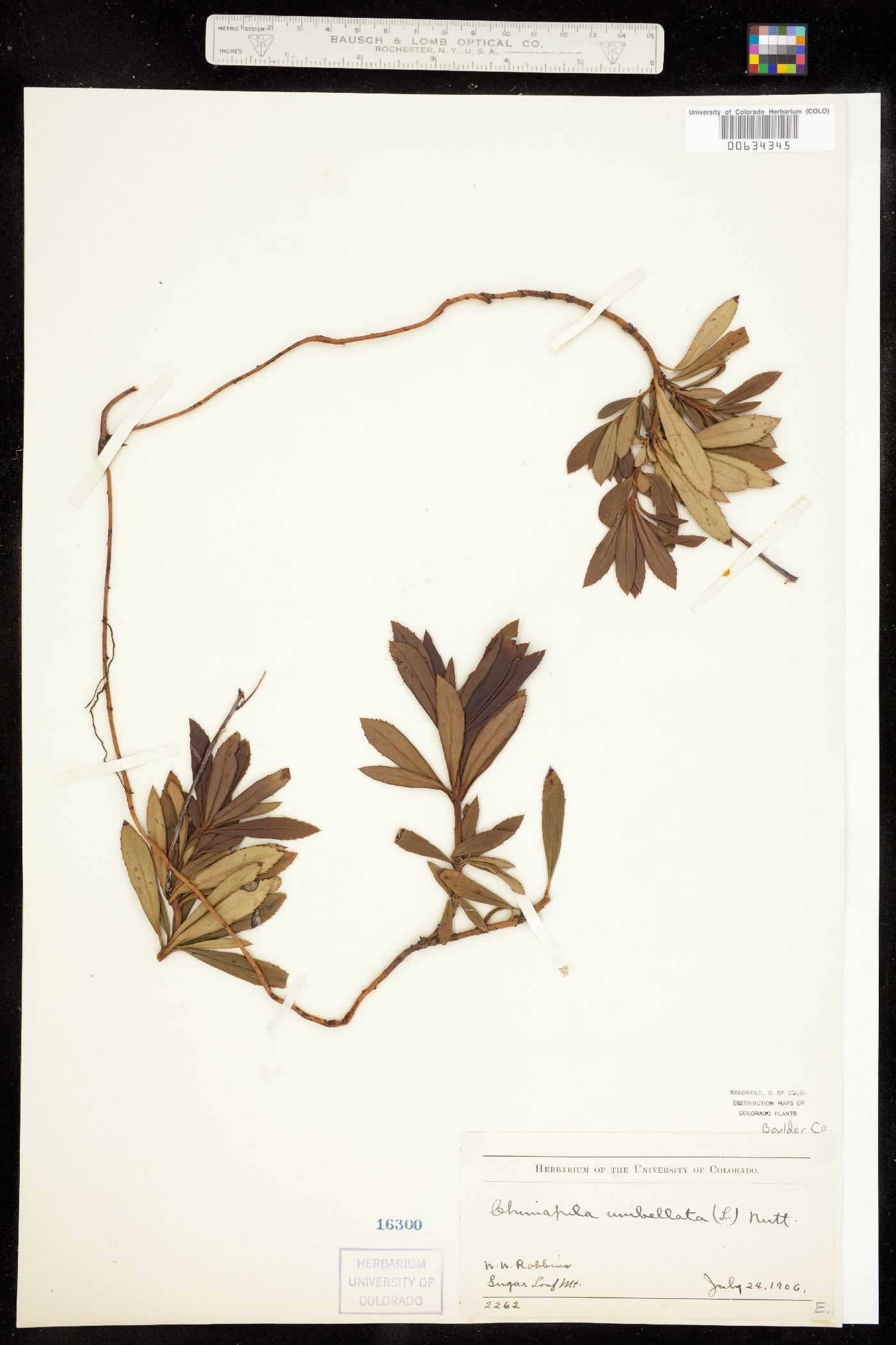 Chimaphila umbellata ssp. occidentalis image