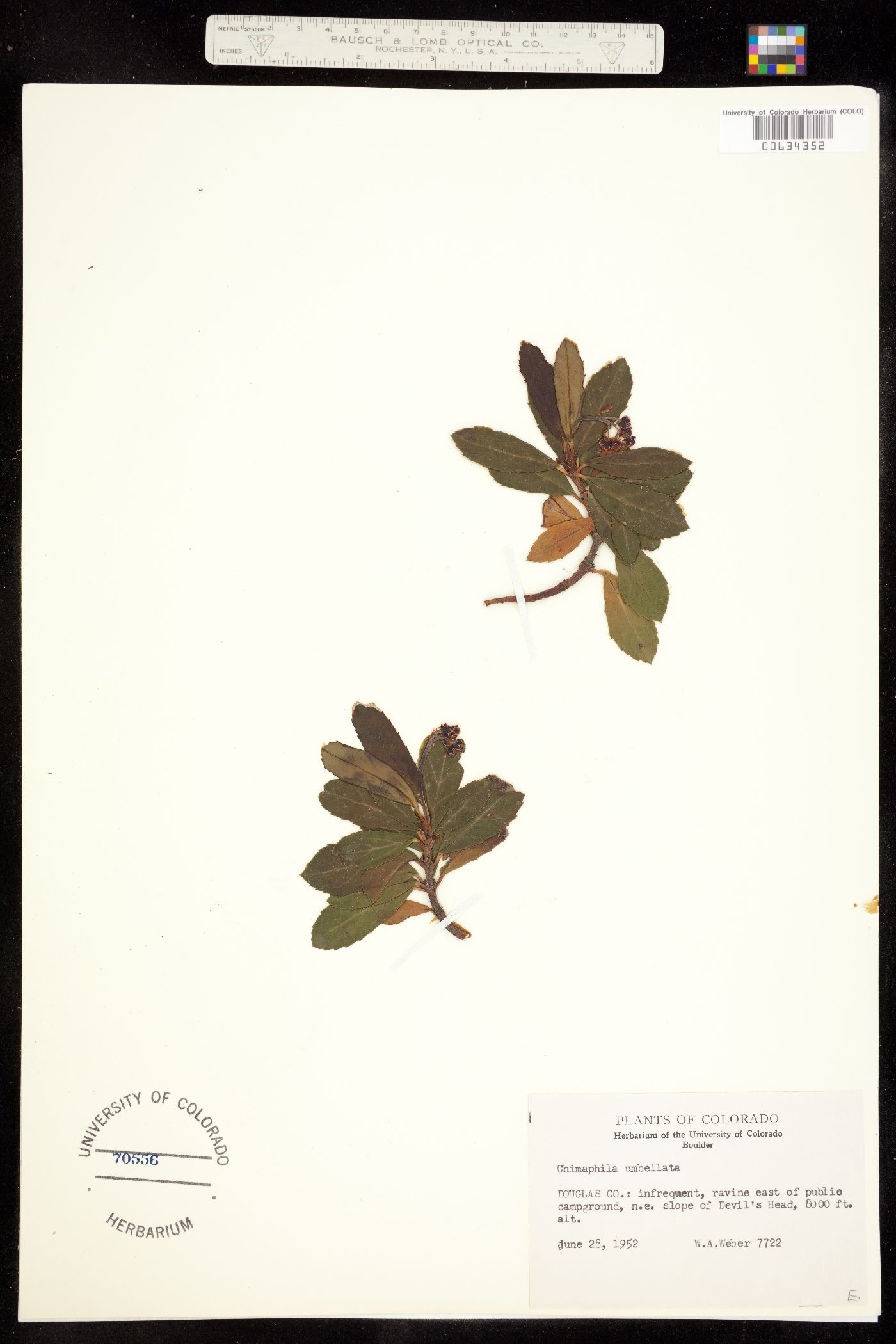 Chimaphila umbellata ssp. occidentalis image