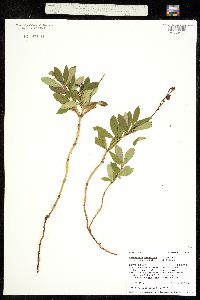 Chimaphila umbellata ssp. occidentalis image