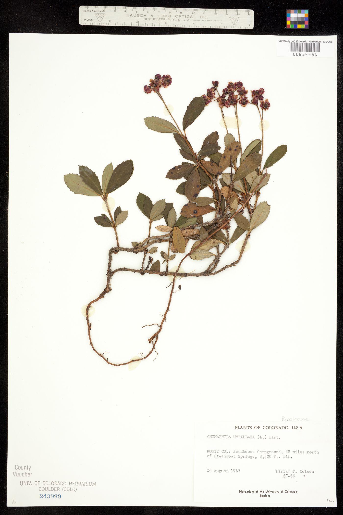Chimaphila umbellata ssp. occidentalis image