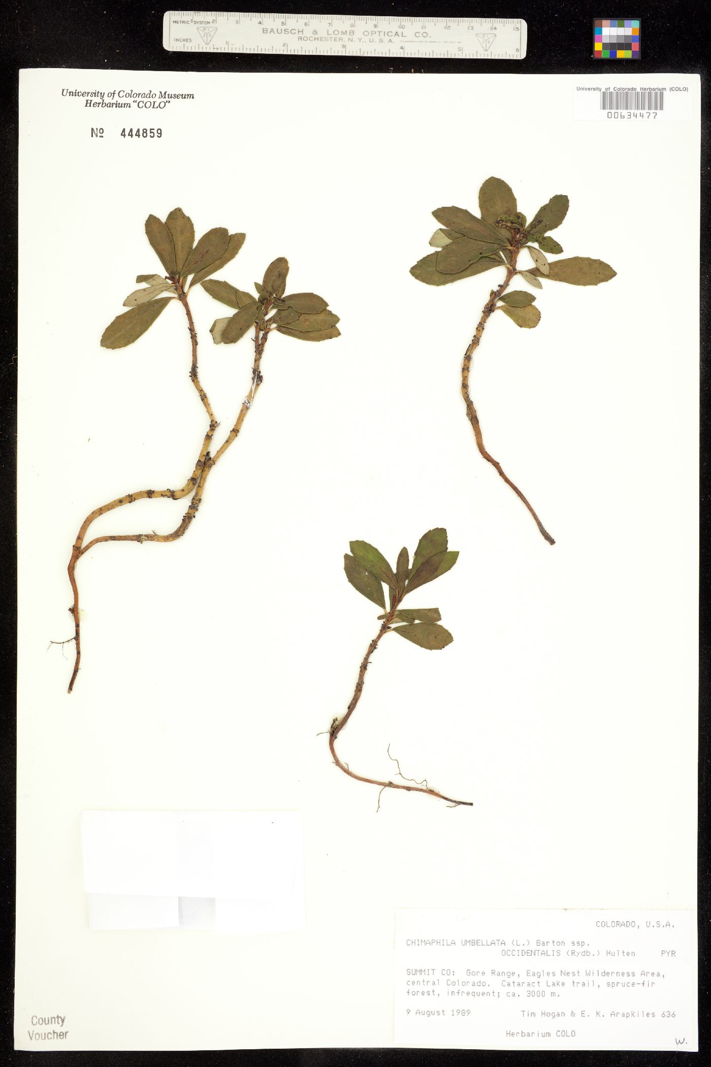 Chimaphila umbellata ssp. occidentalis image