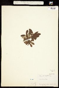 Chimaphila umbellata ssp. occidentalis image
