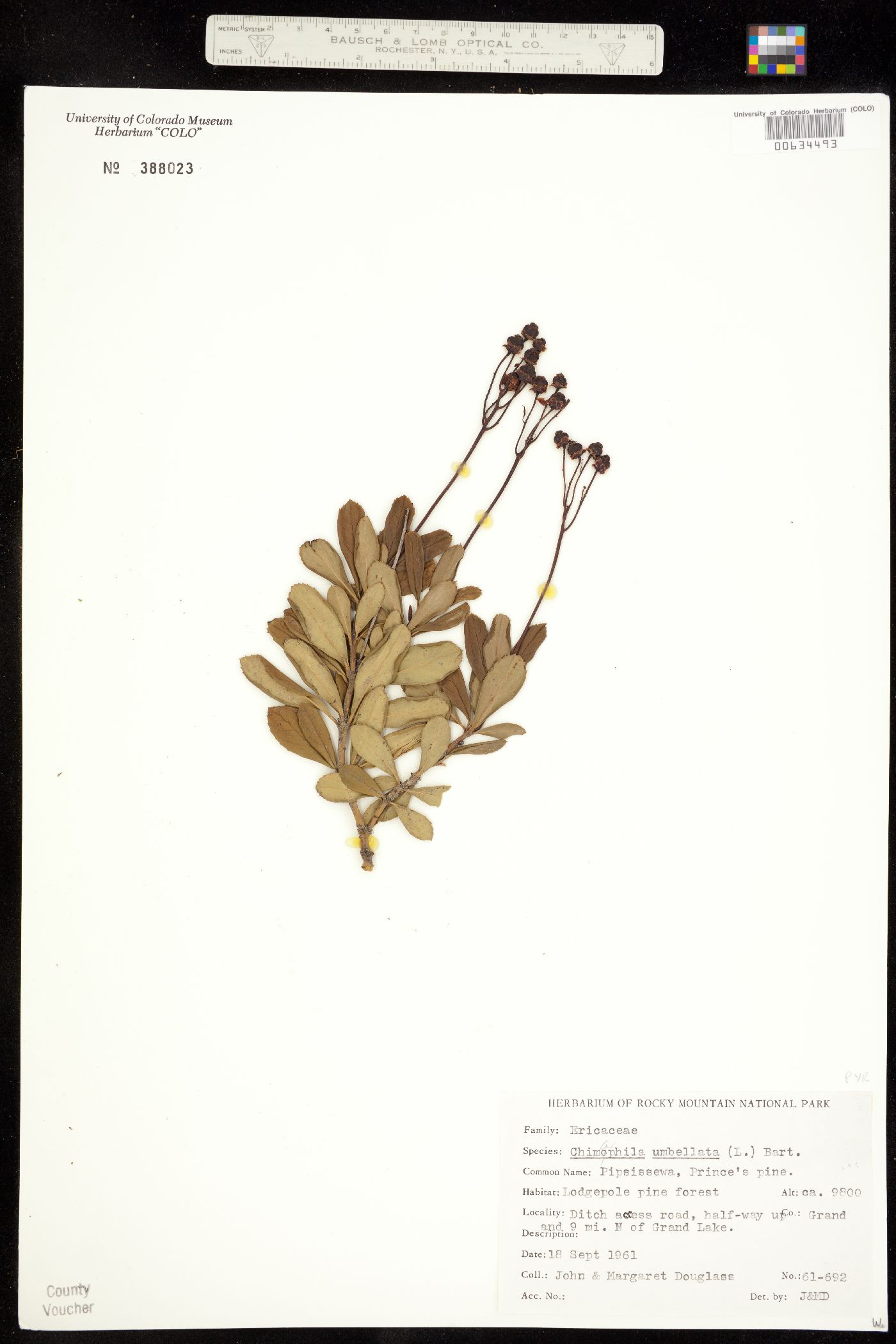 Chimaphila umbellata ssp. occidentalis image