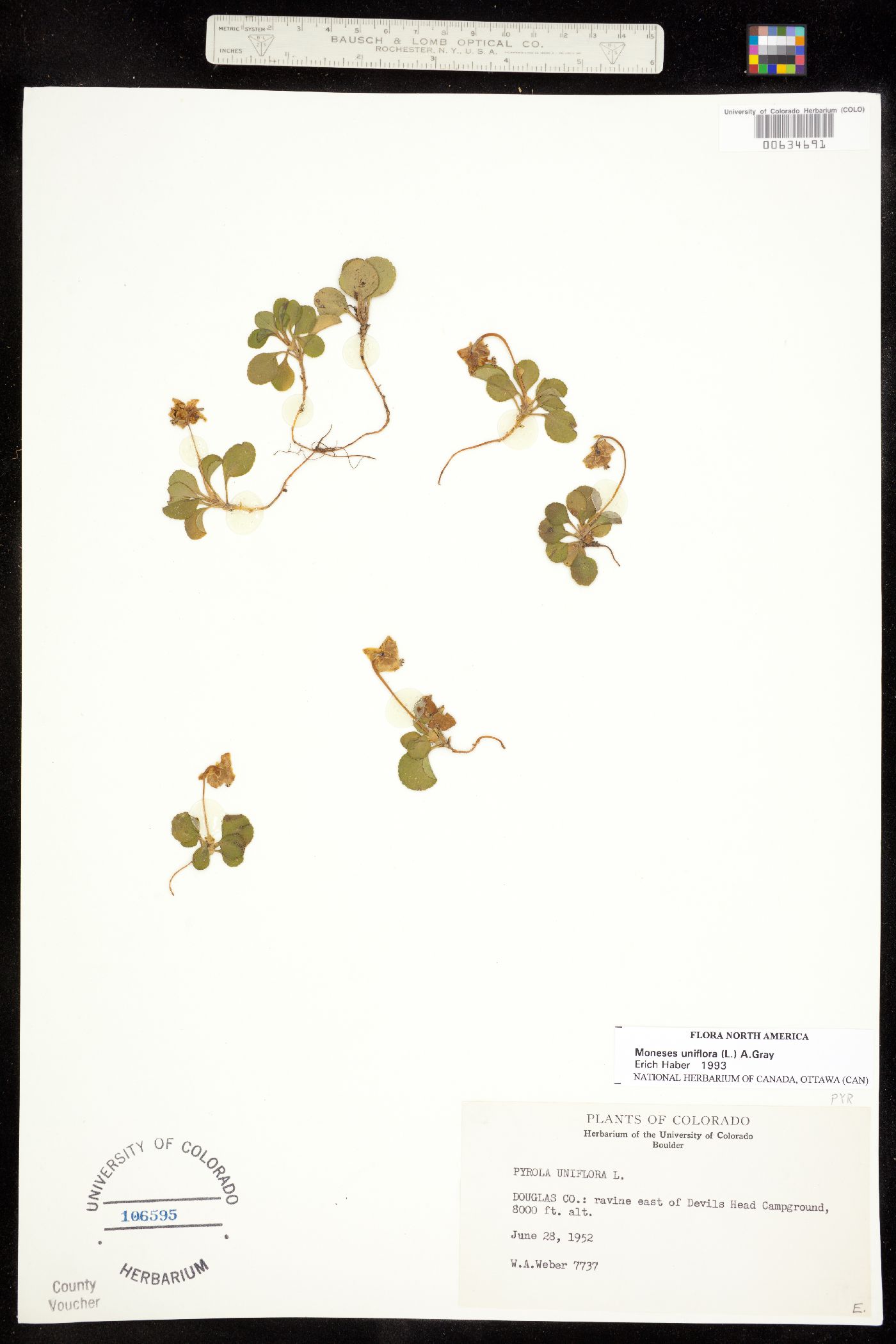 Moneses uniflora image