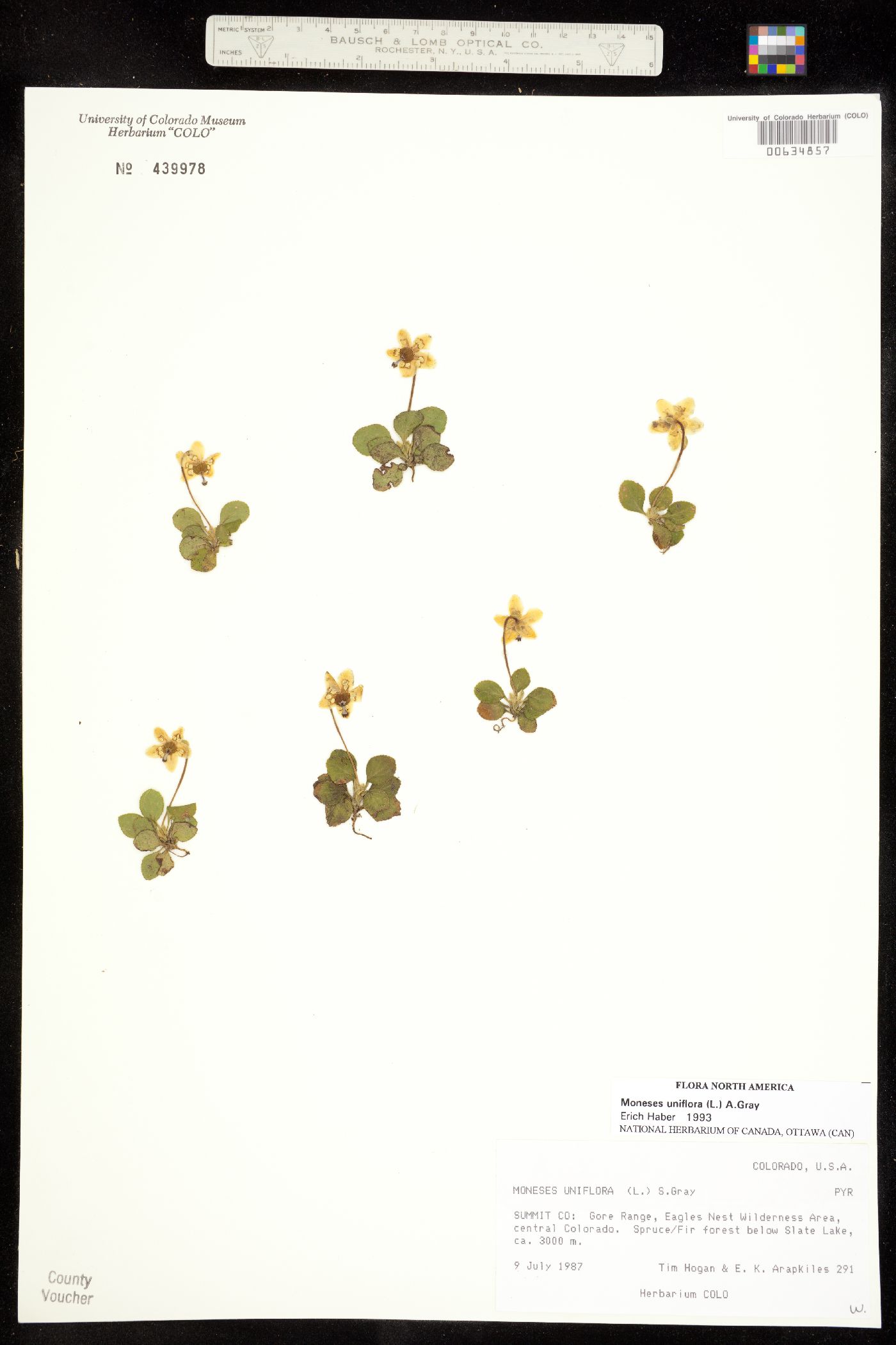 Moneses uniflora image