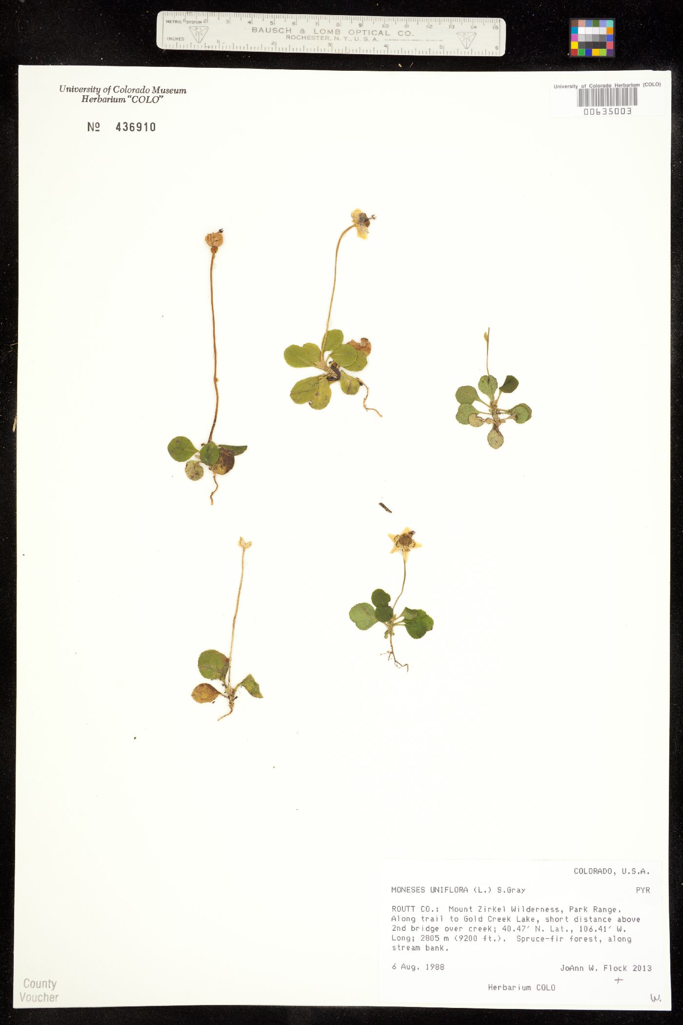 Moneses uniflora image
