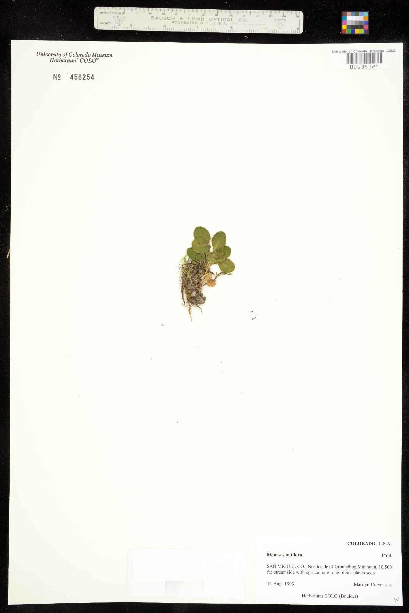 Moneses uniflora image