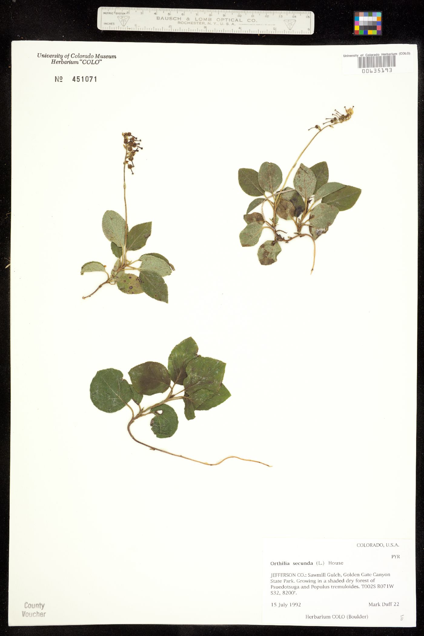 Orthilia secunda image