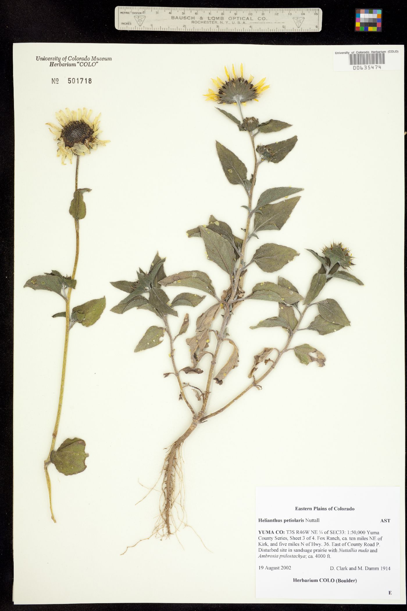 Helianthus petiolaris image