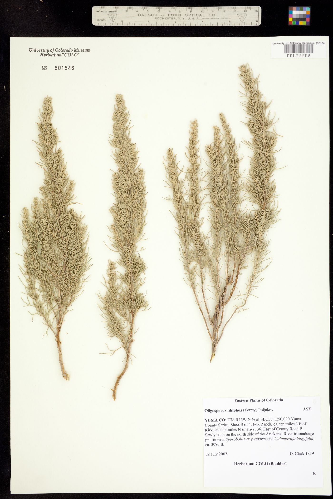 Artemisia filifolia image