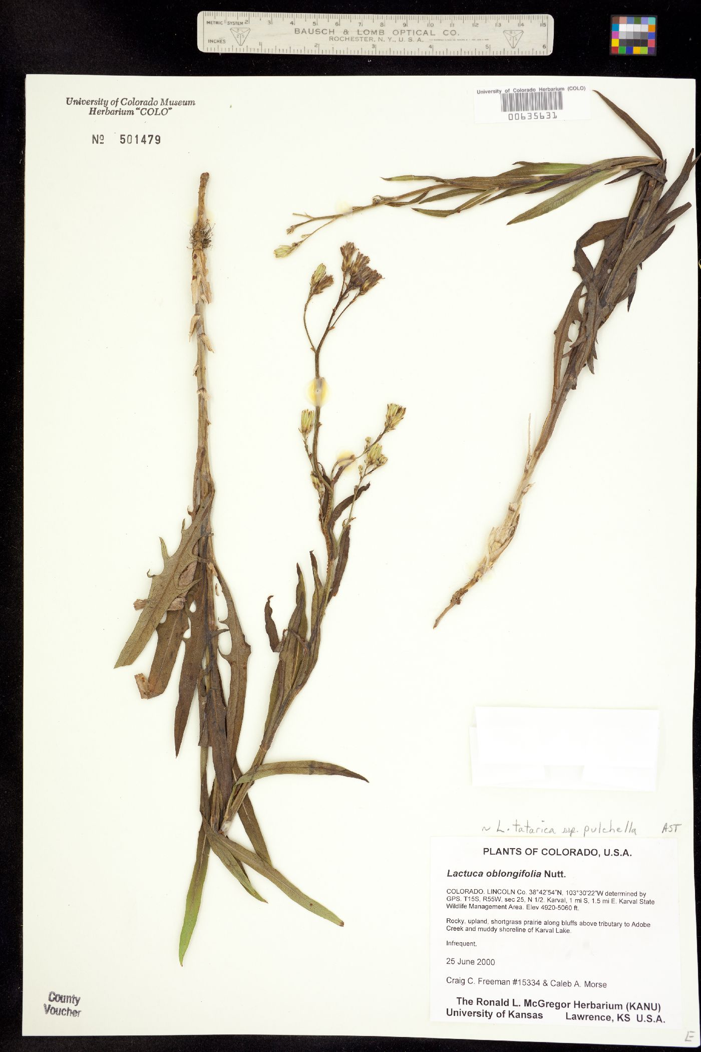 Lactuca tatarica ssp. pulchella image