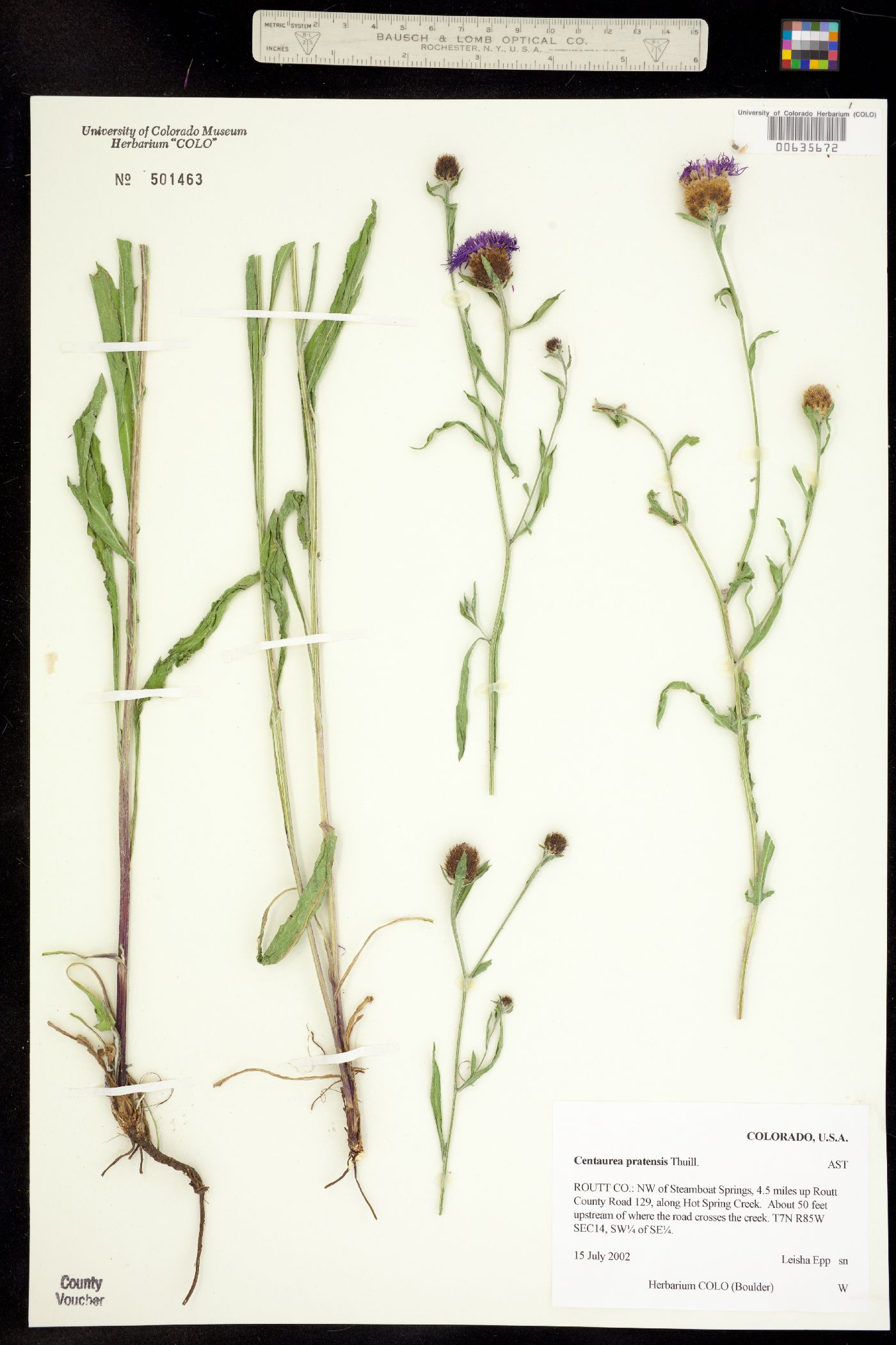 Centaurea X moncktonii image