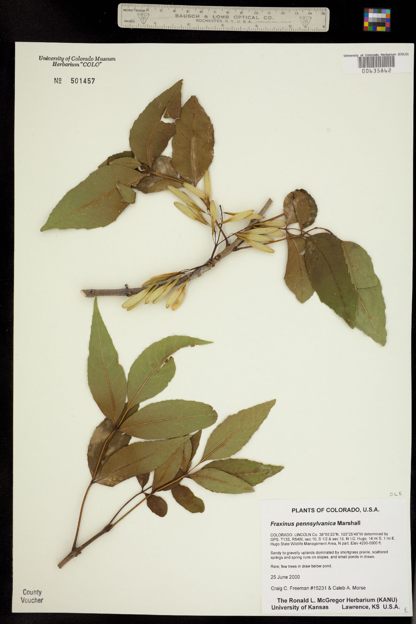Fraxinus pennsylvanica image