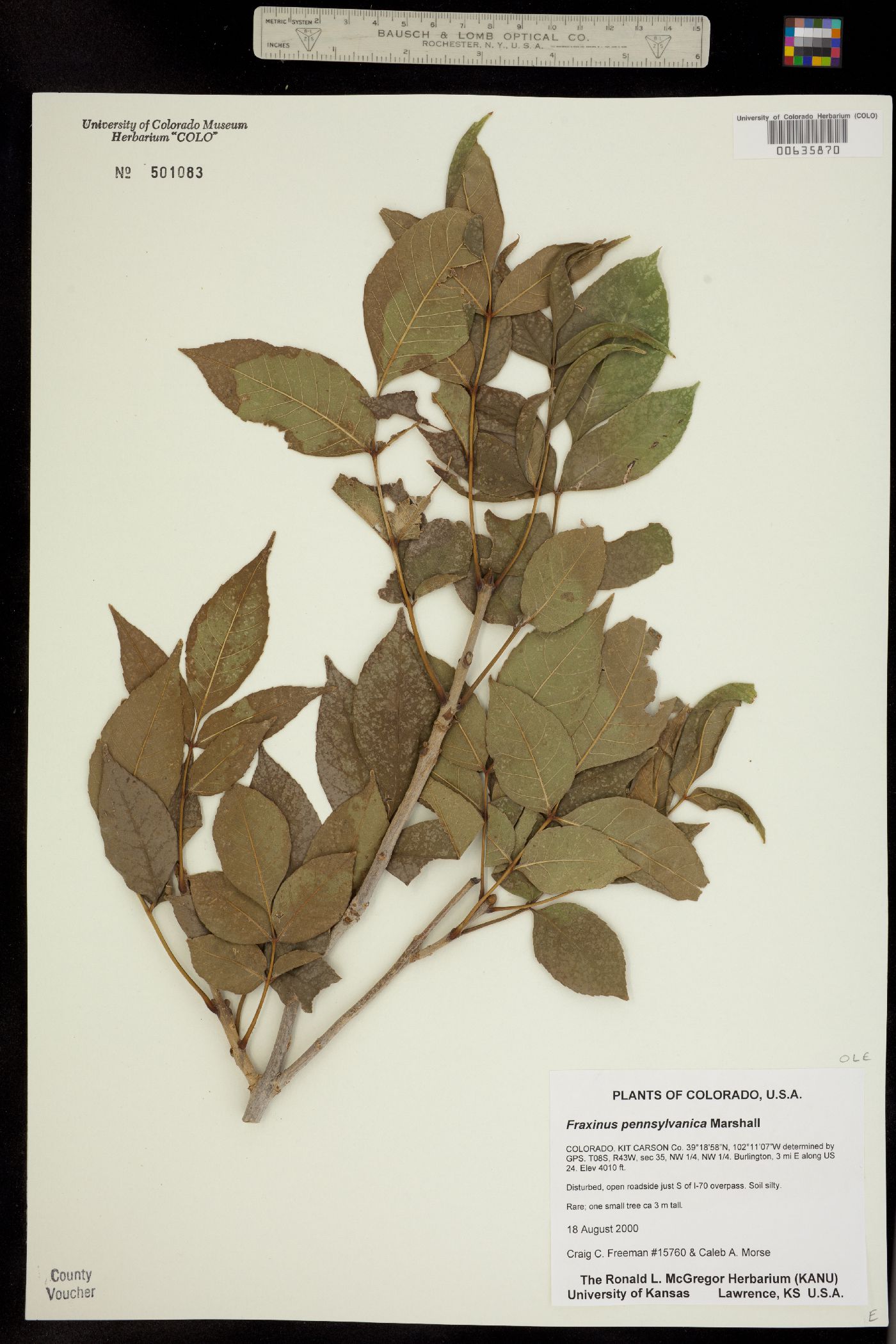 Fraxinus pennsylvanica image