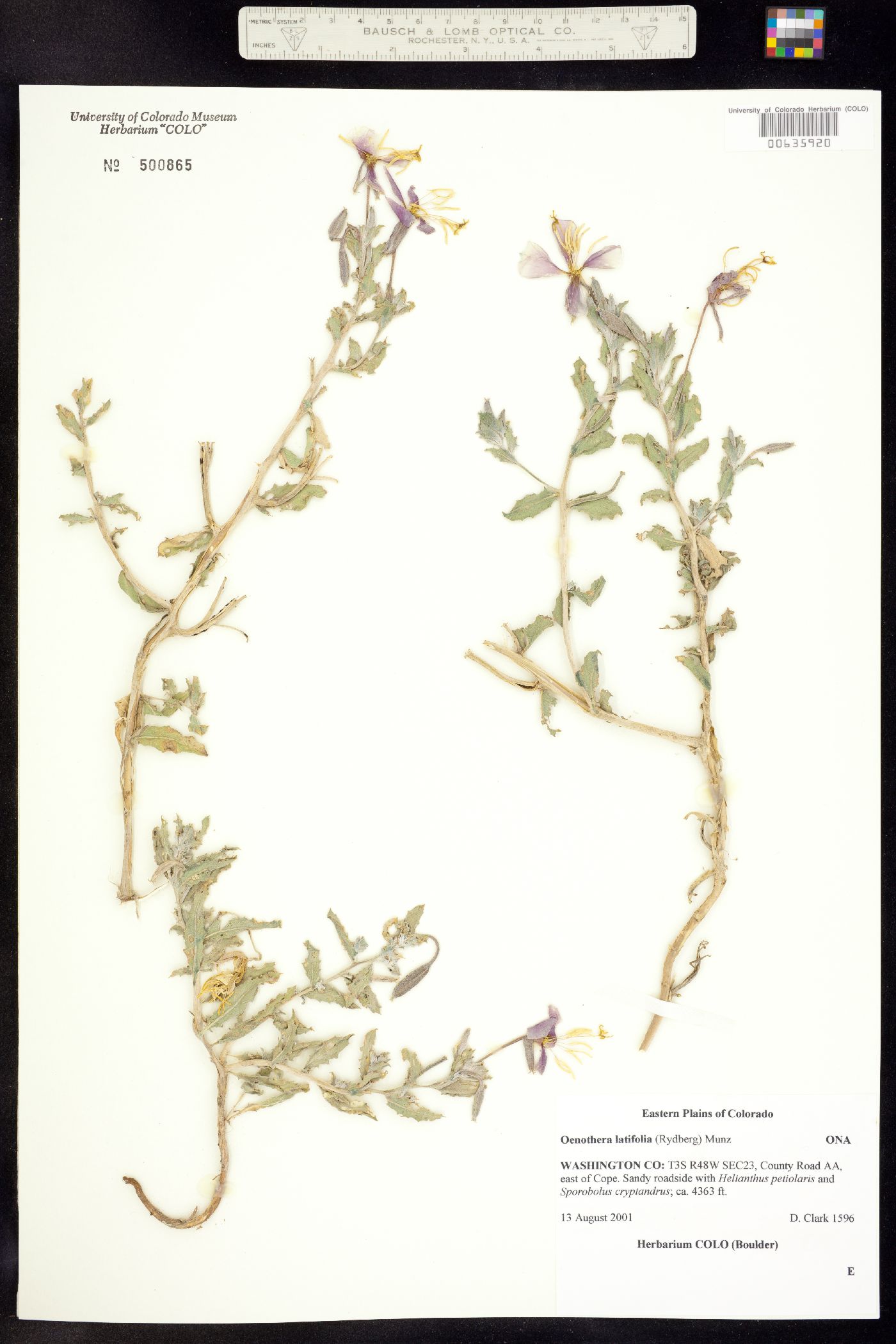 Oenothera pallida ssp. latifolia image