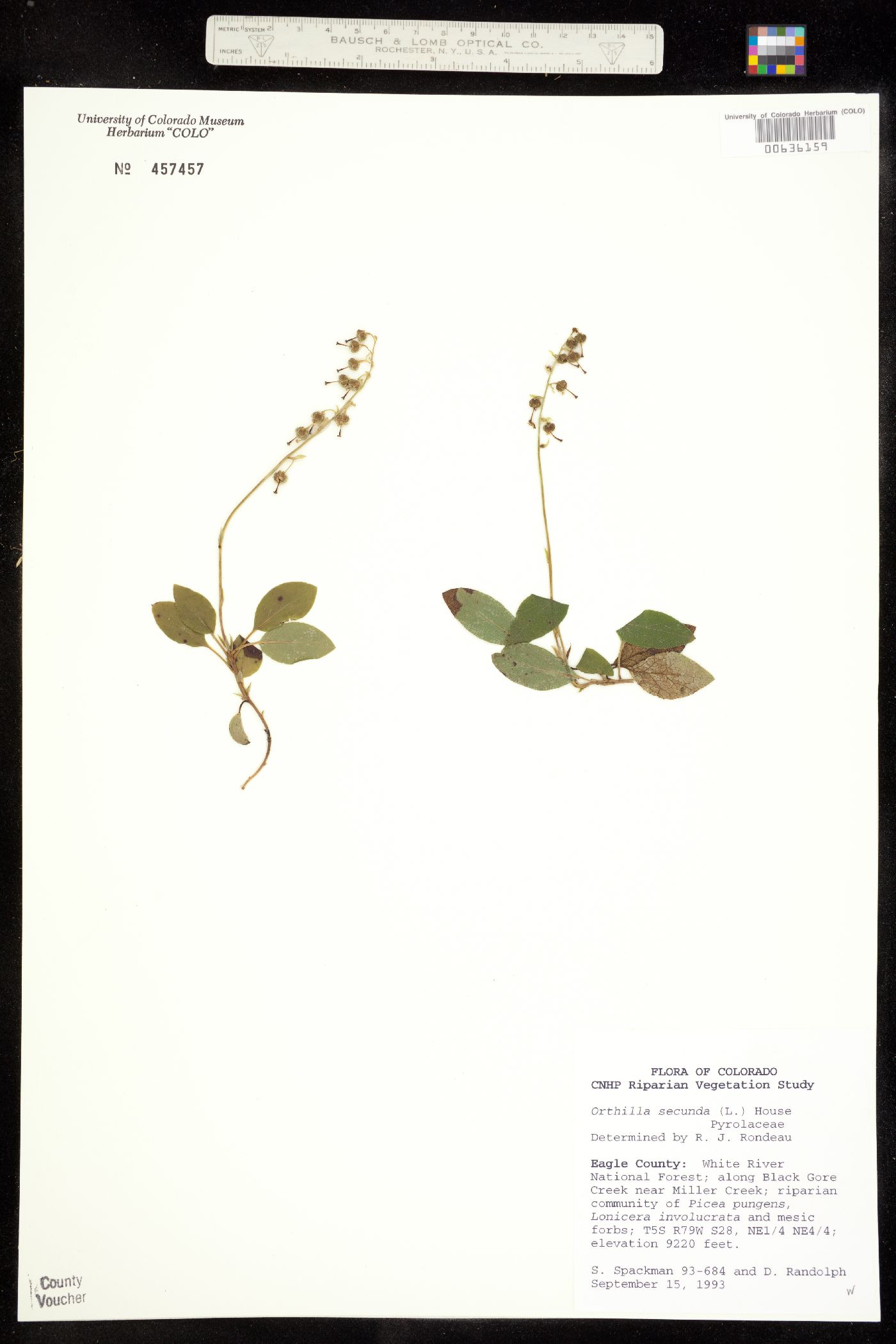 Orthilia secunda image