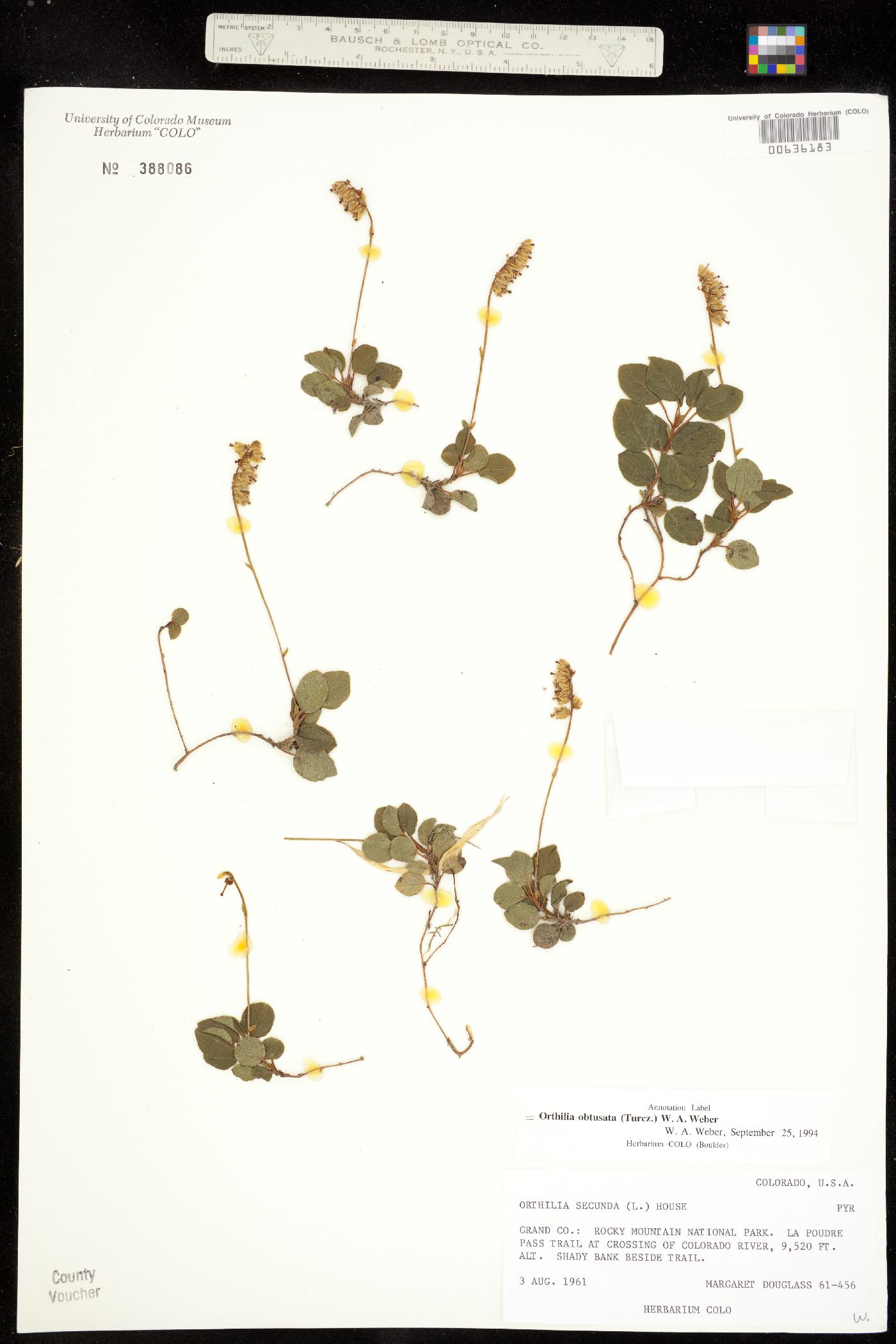 Orthilia secunda image