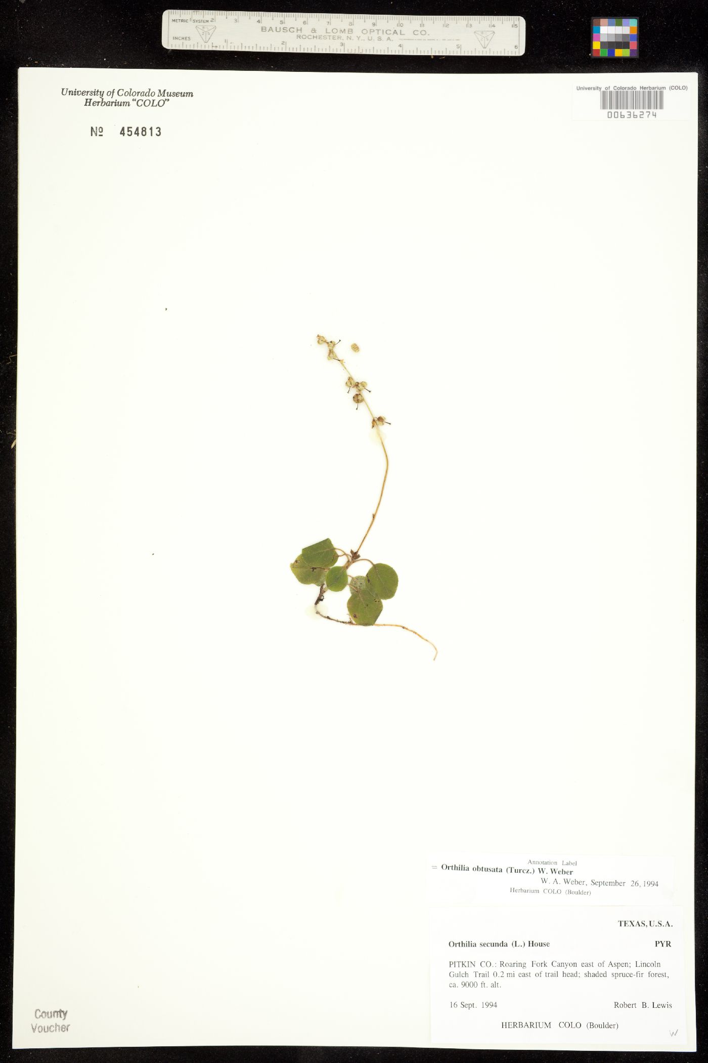 Orthilia secunda image