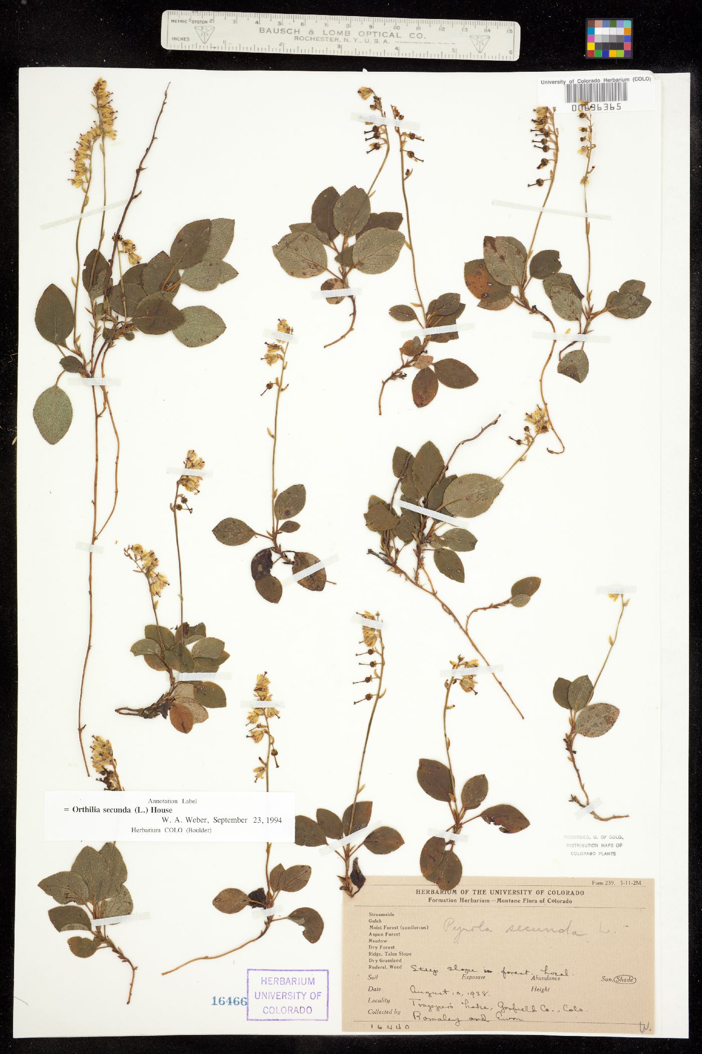 Orthilia secunda image