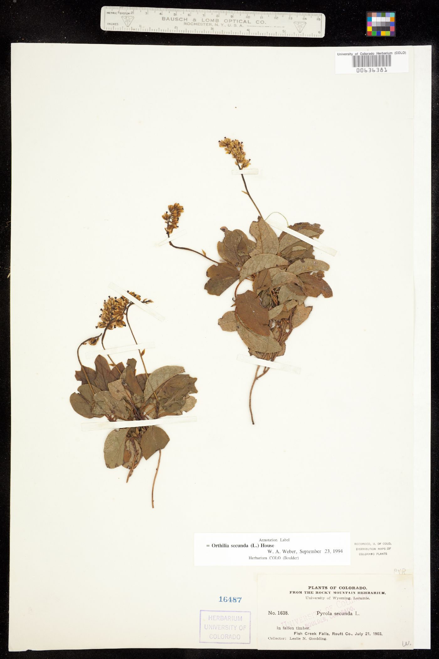 Orthilia secunda image