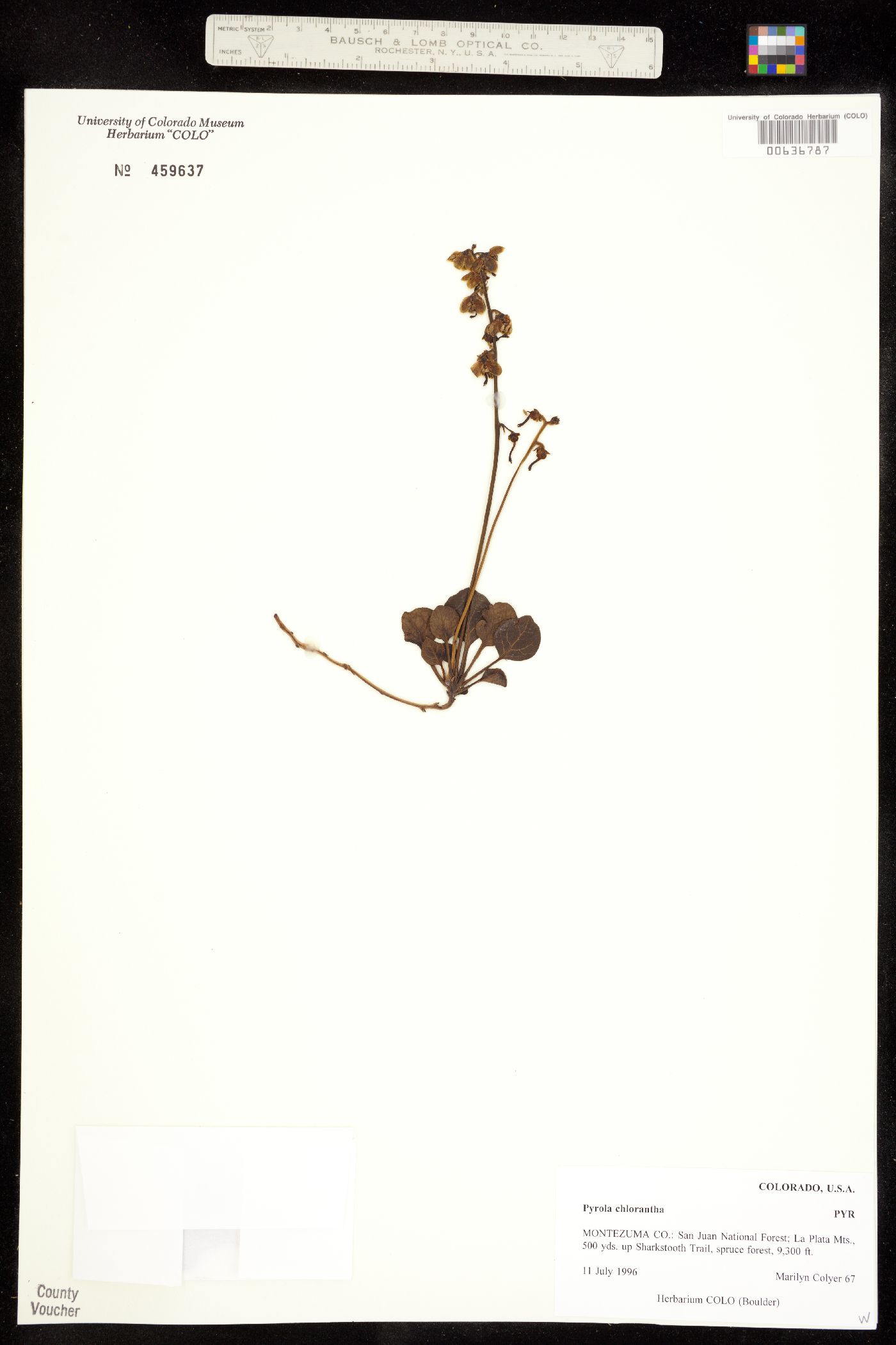 Pyrola chlorantha image