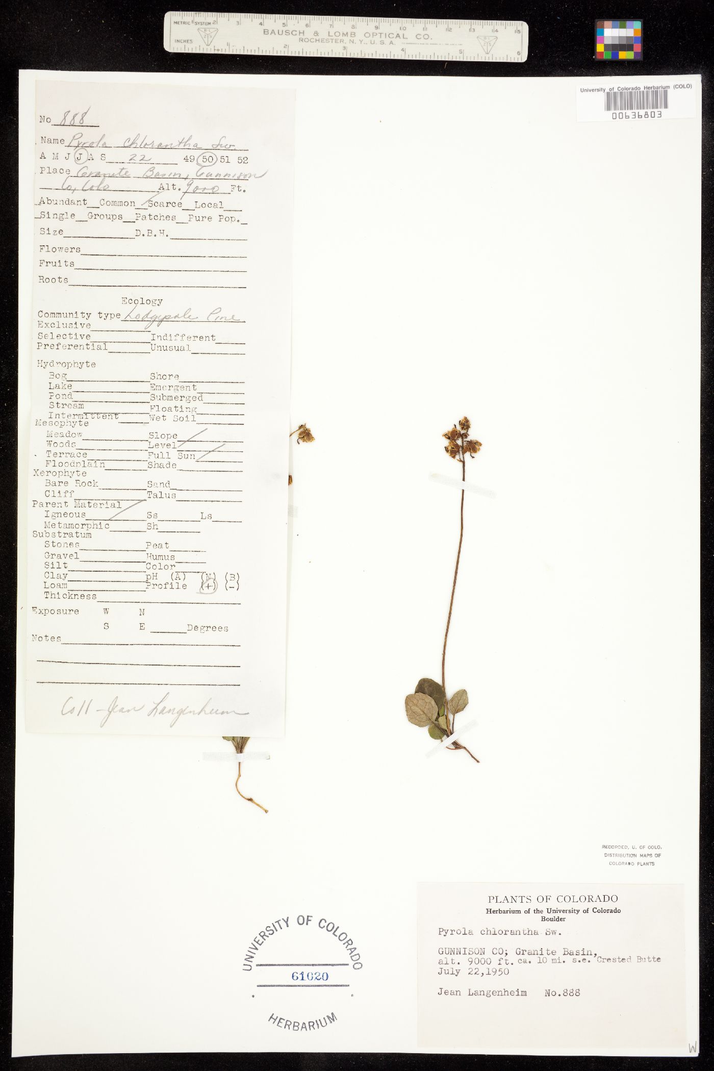 Pyrola chlorantha image