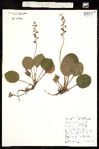 Pyrola asarifolia ssp. asarifolia image