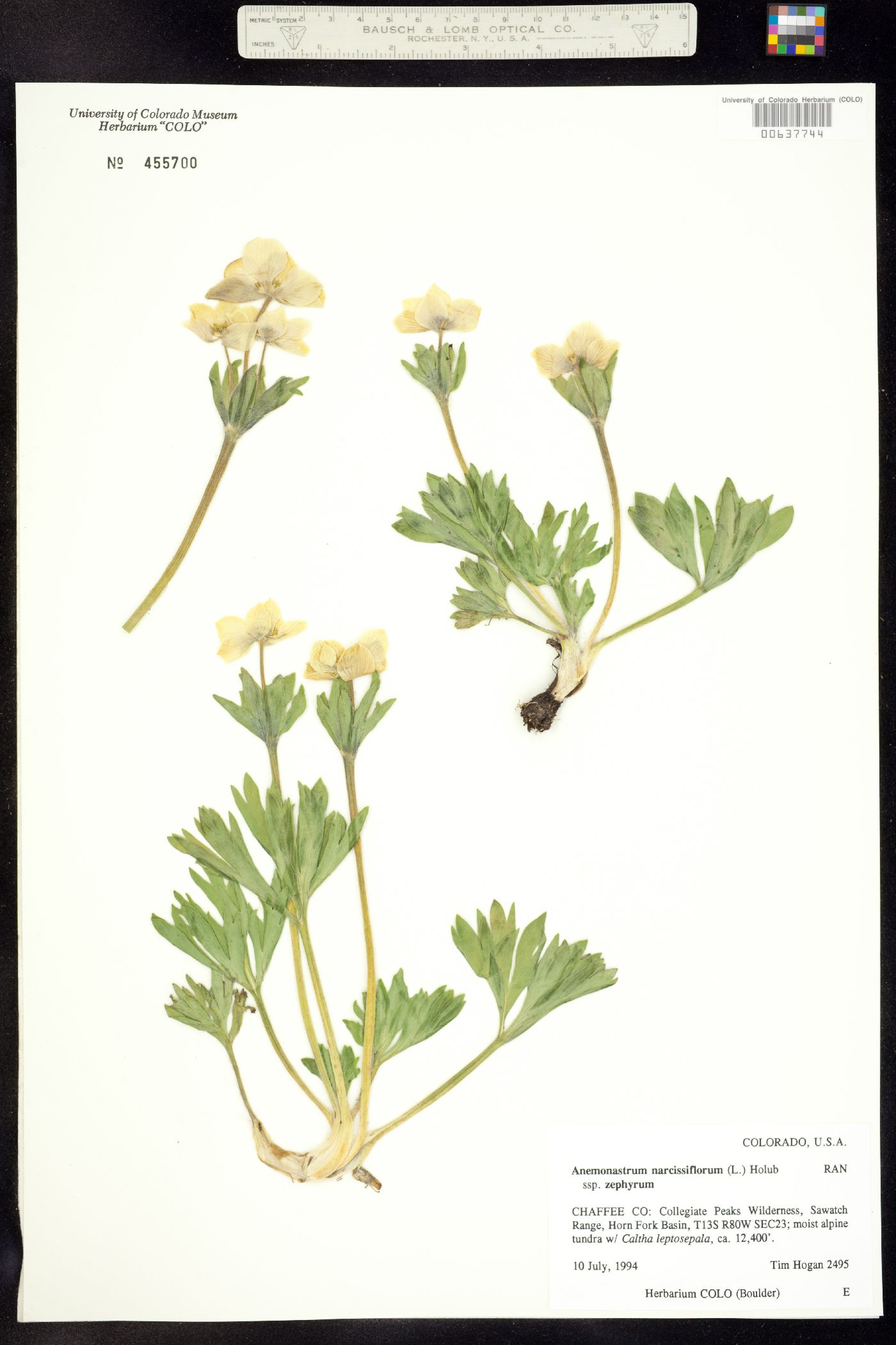 Anemonastrum narcissiflorum image